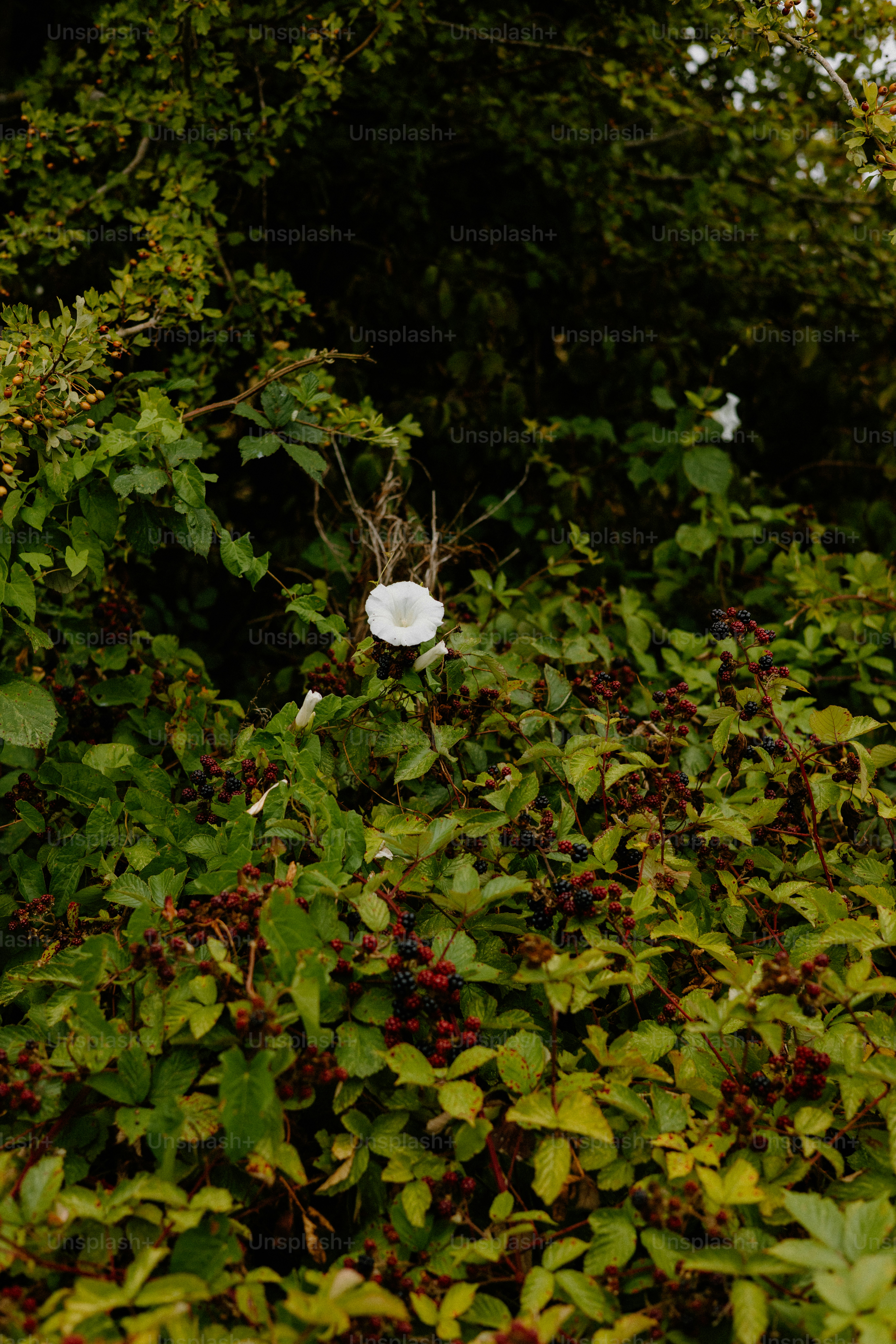 White flowers bloom among lush greenery.