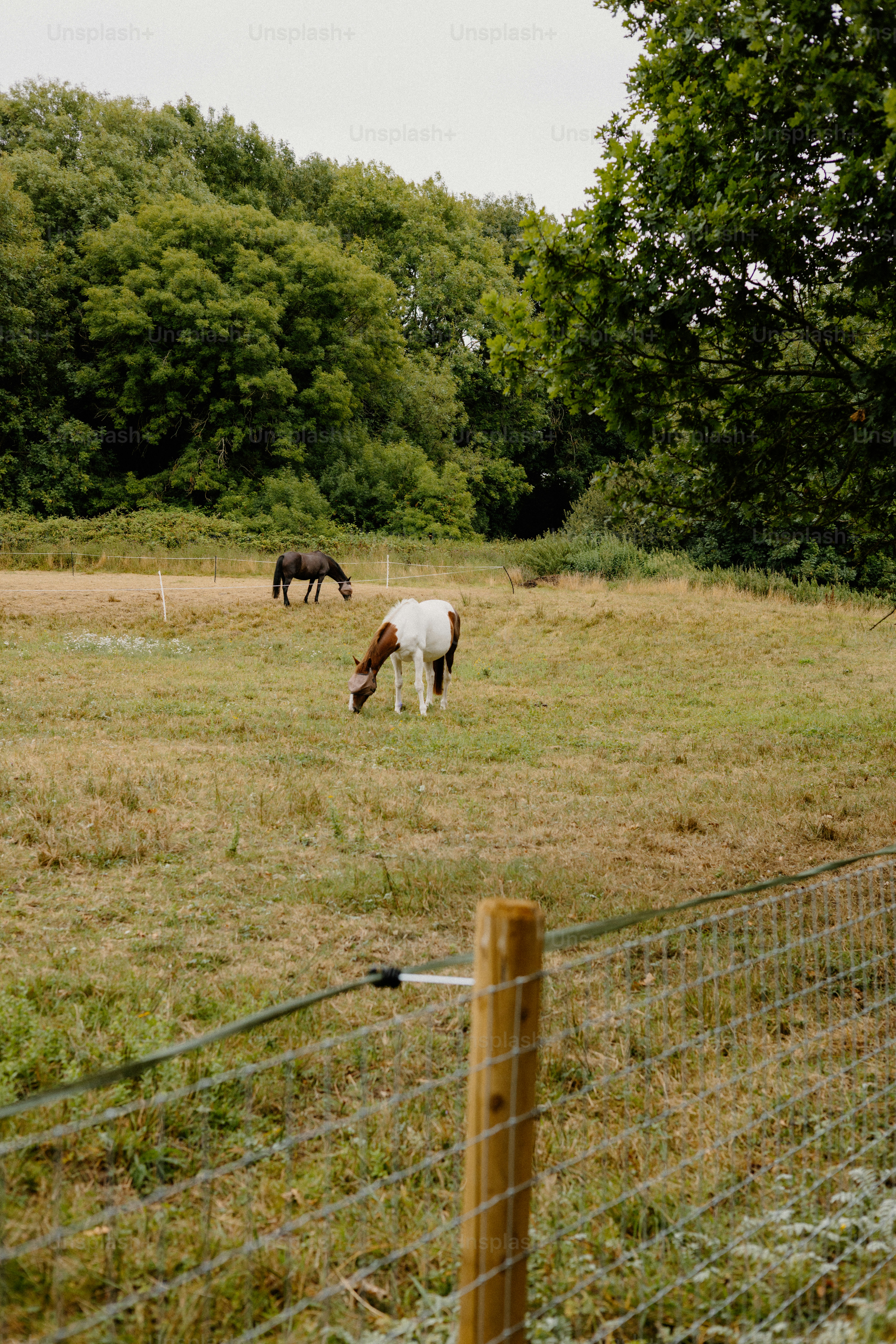 Pferde grasen auf einem Feld mit Bäumen.