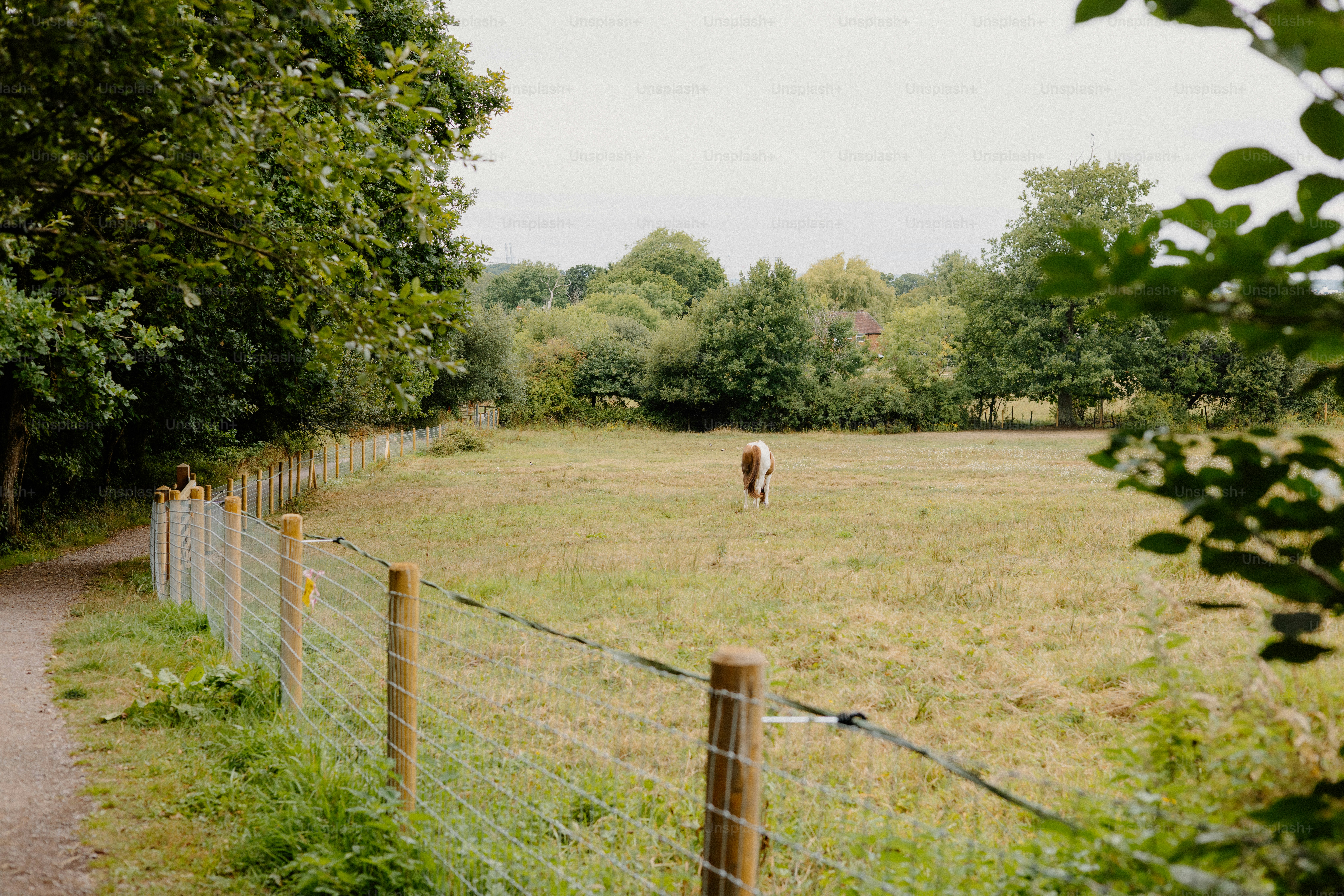 A horse grazes in a grassy field.
