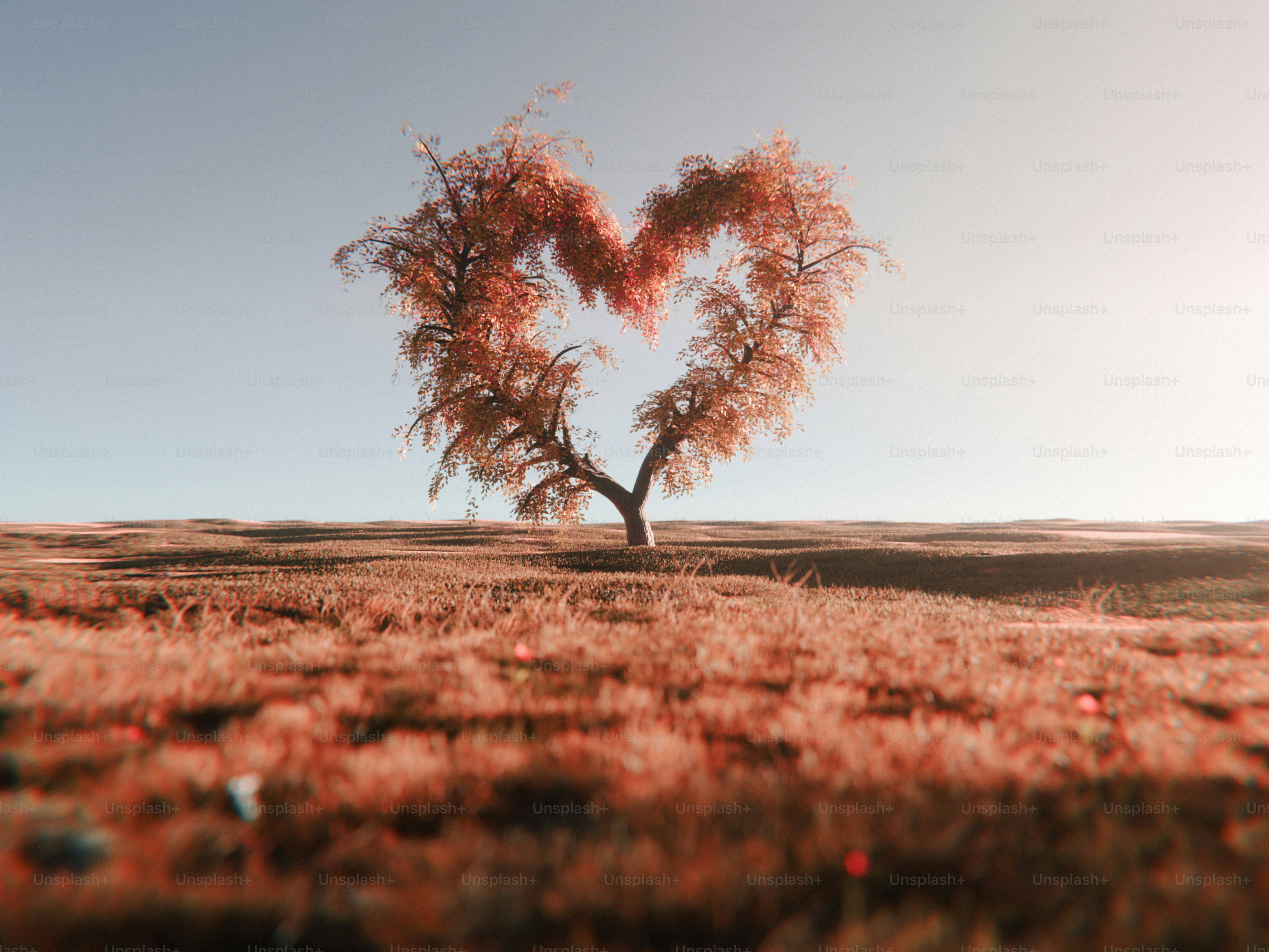 A tree shaped like a heart in a field.