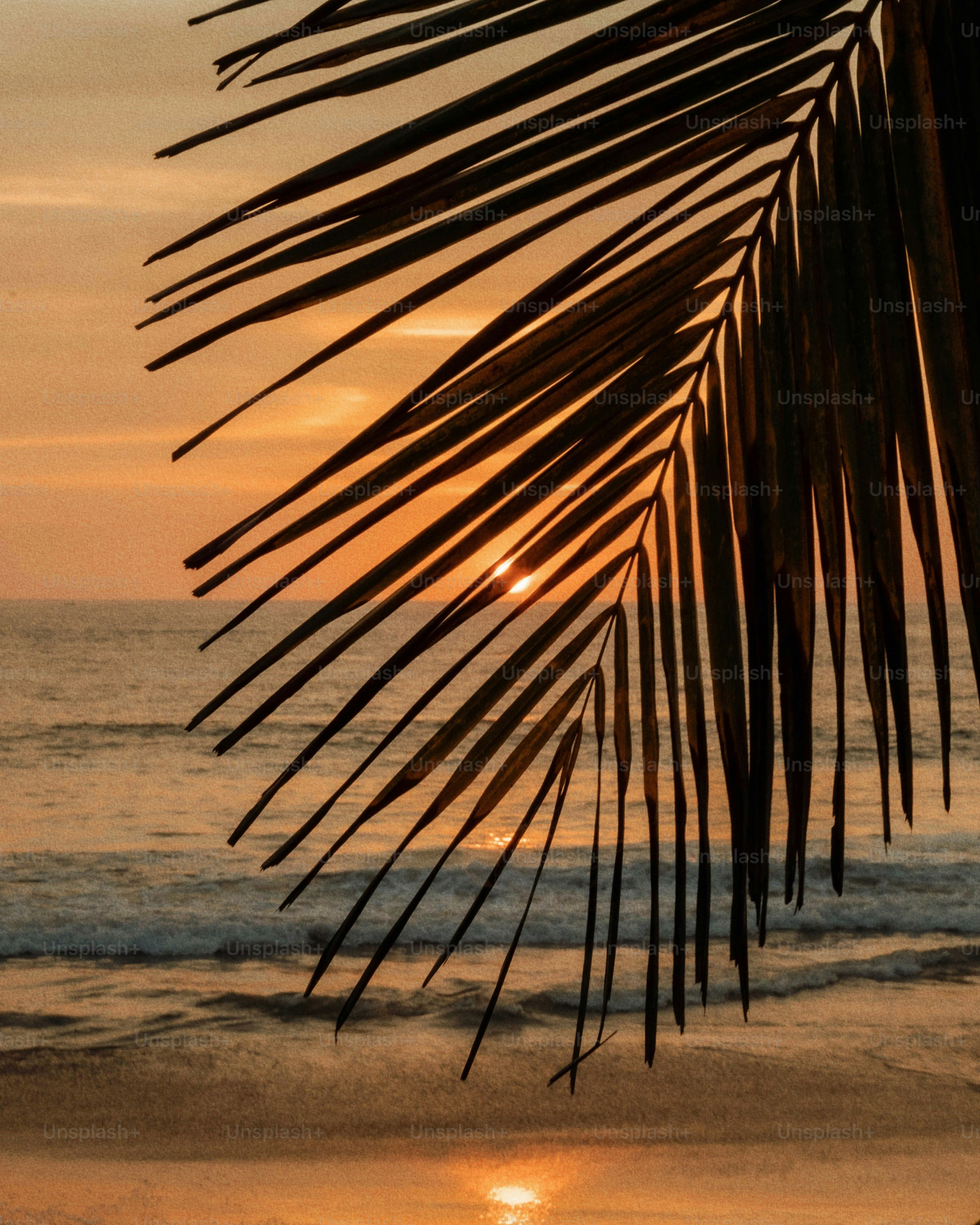 Palm leaves frame a beautiful sunset over the ocean.