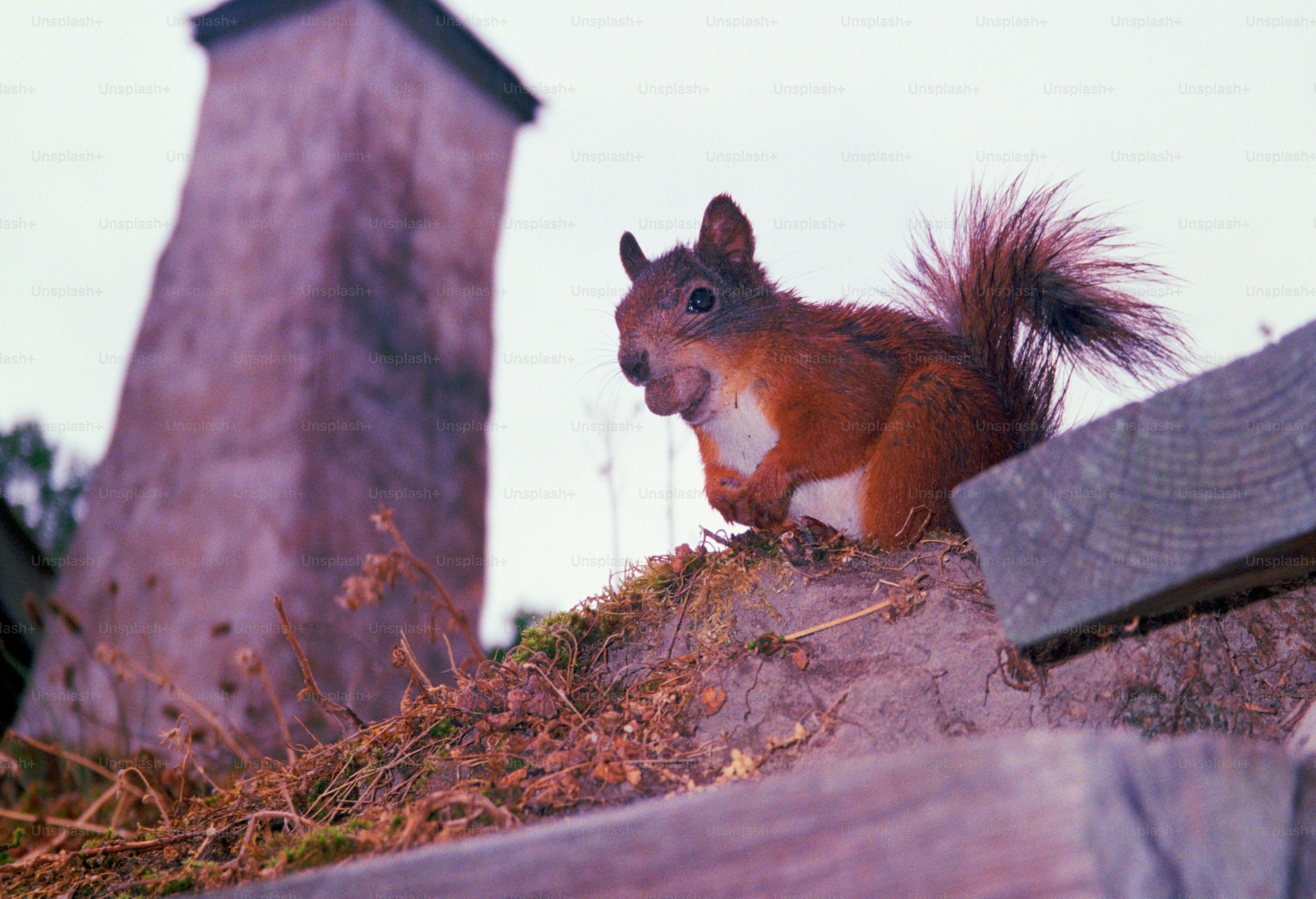 A squirrel sits near a chimney.