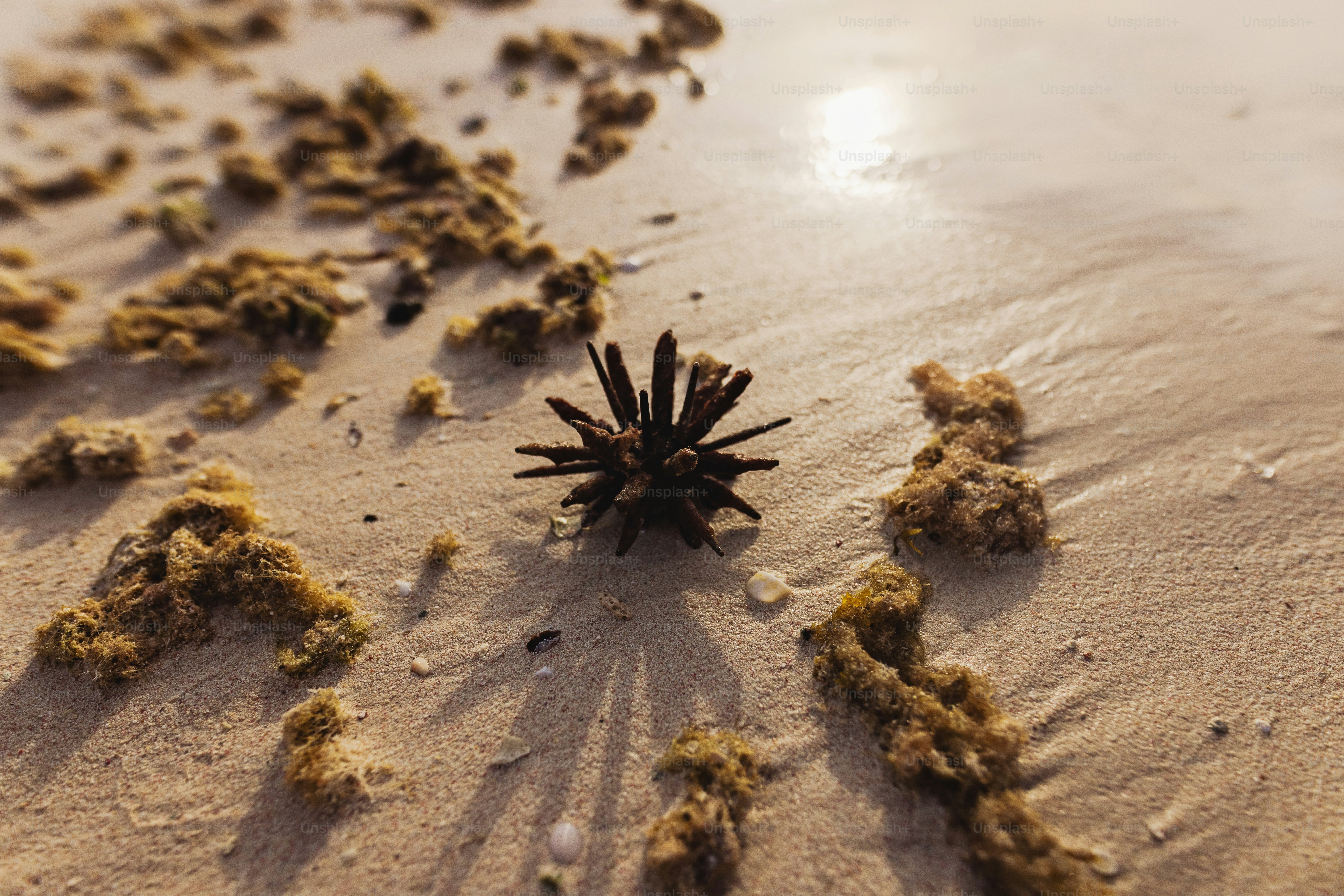 A sea urchin resting on a sandy beach, surrounded by scattered seaweed and illuminated by the golden sunset light, creating a serene and natural coastal scene.