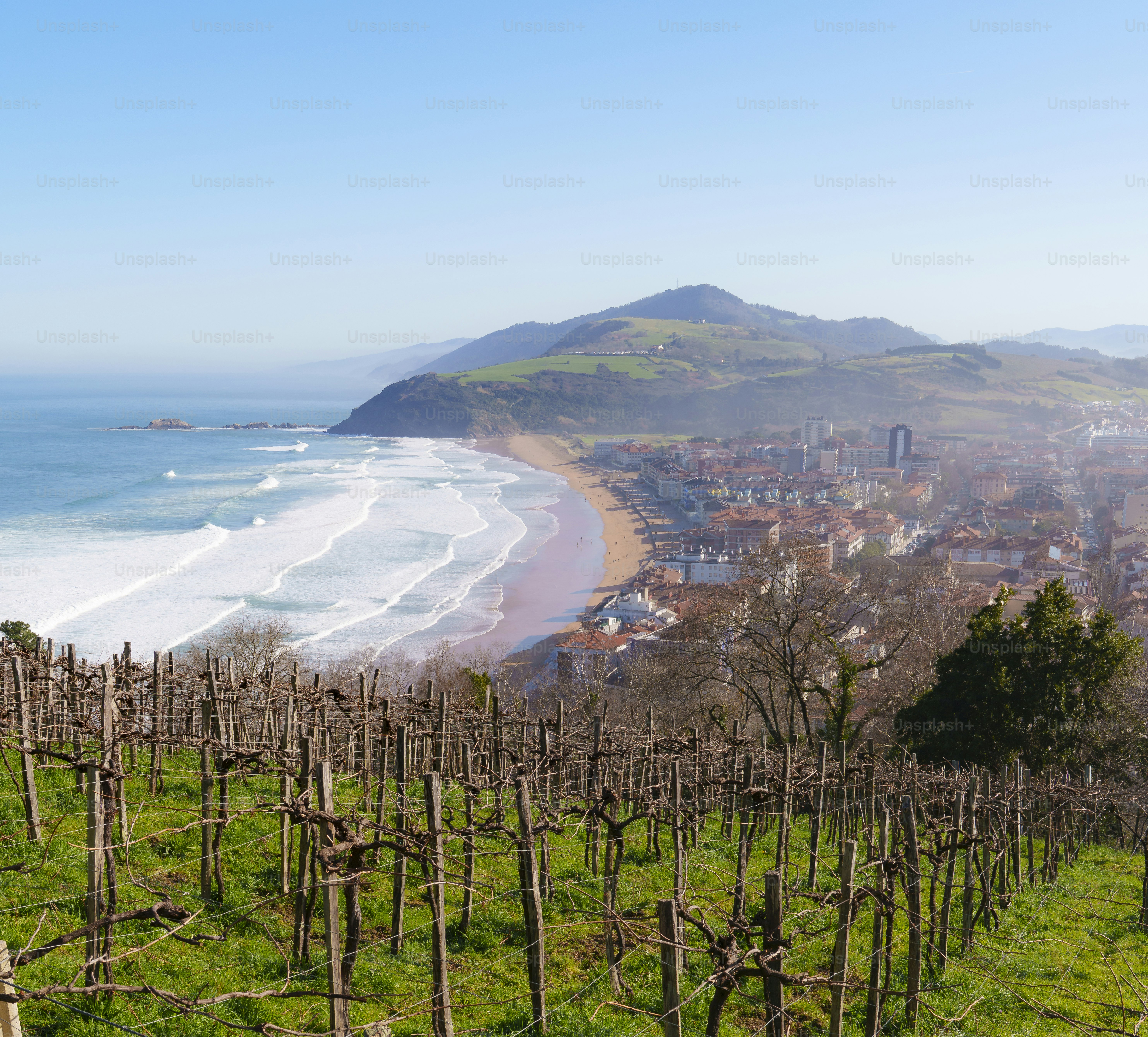 Vineyards in Zarautz, Euskadi