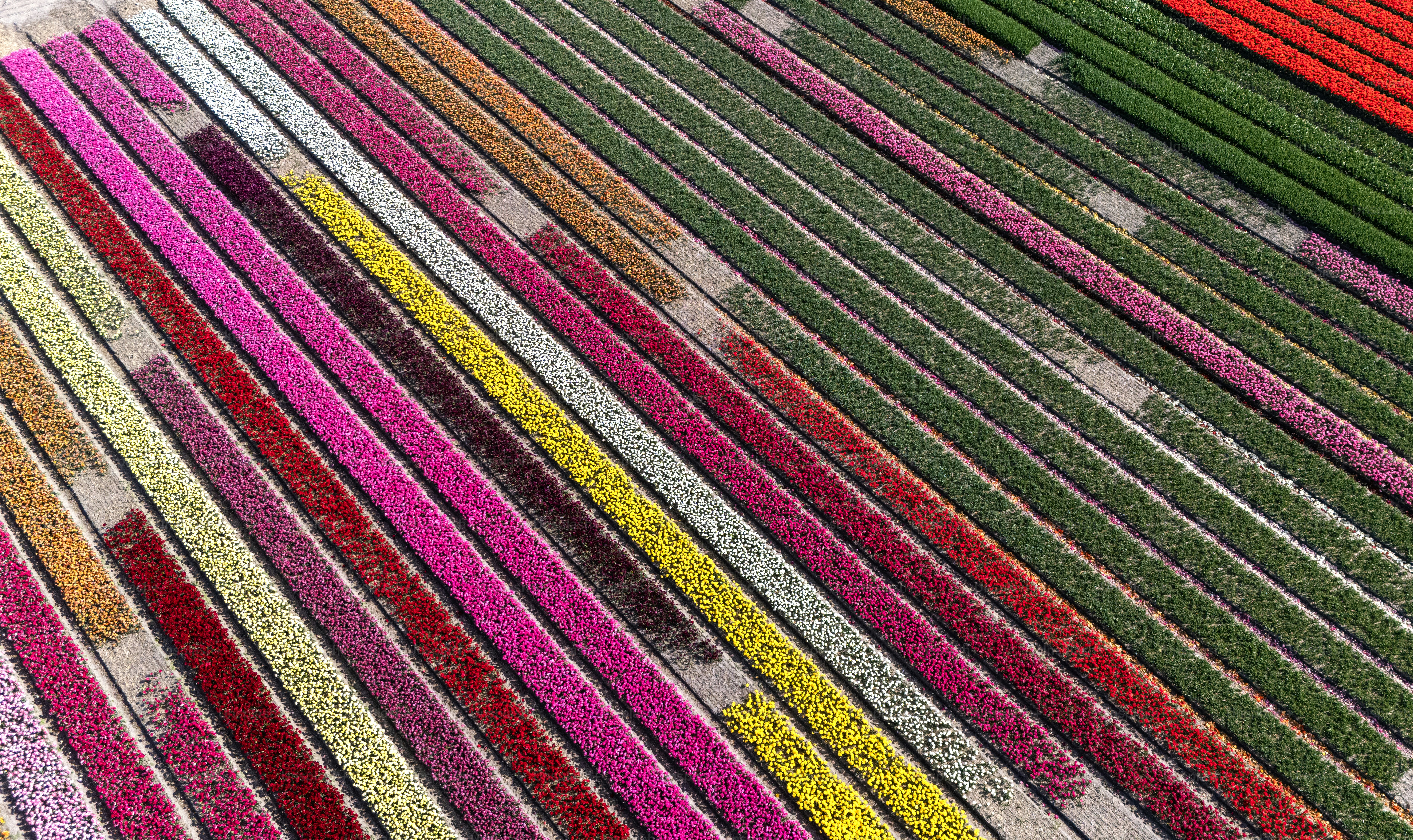 Aerial drone landscape of the colourful dutch countryside, farmland and flowers in the spring