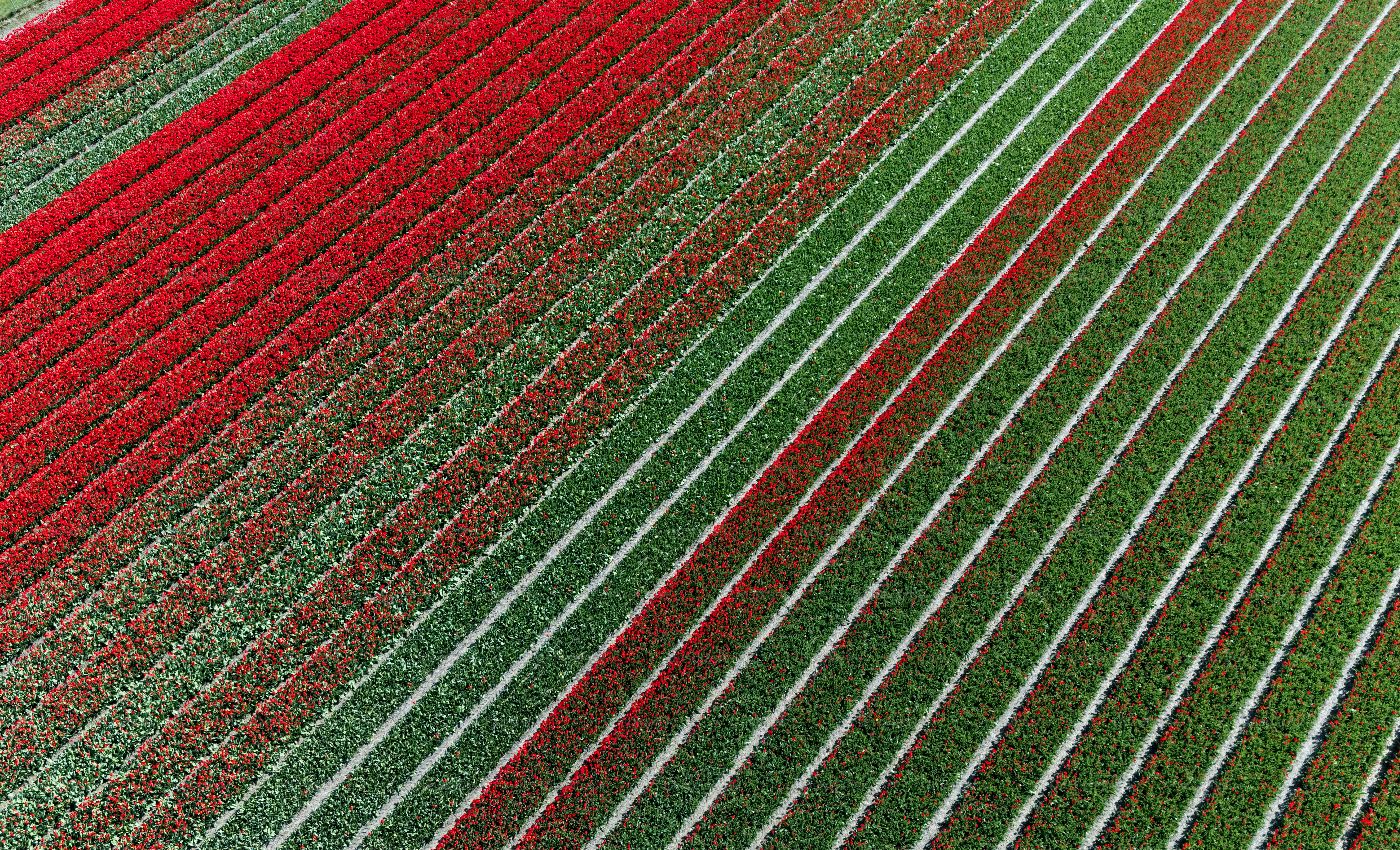 Paisagem aérea do zangão do campo holandês colorido, terras agrícolas e flores na mola