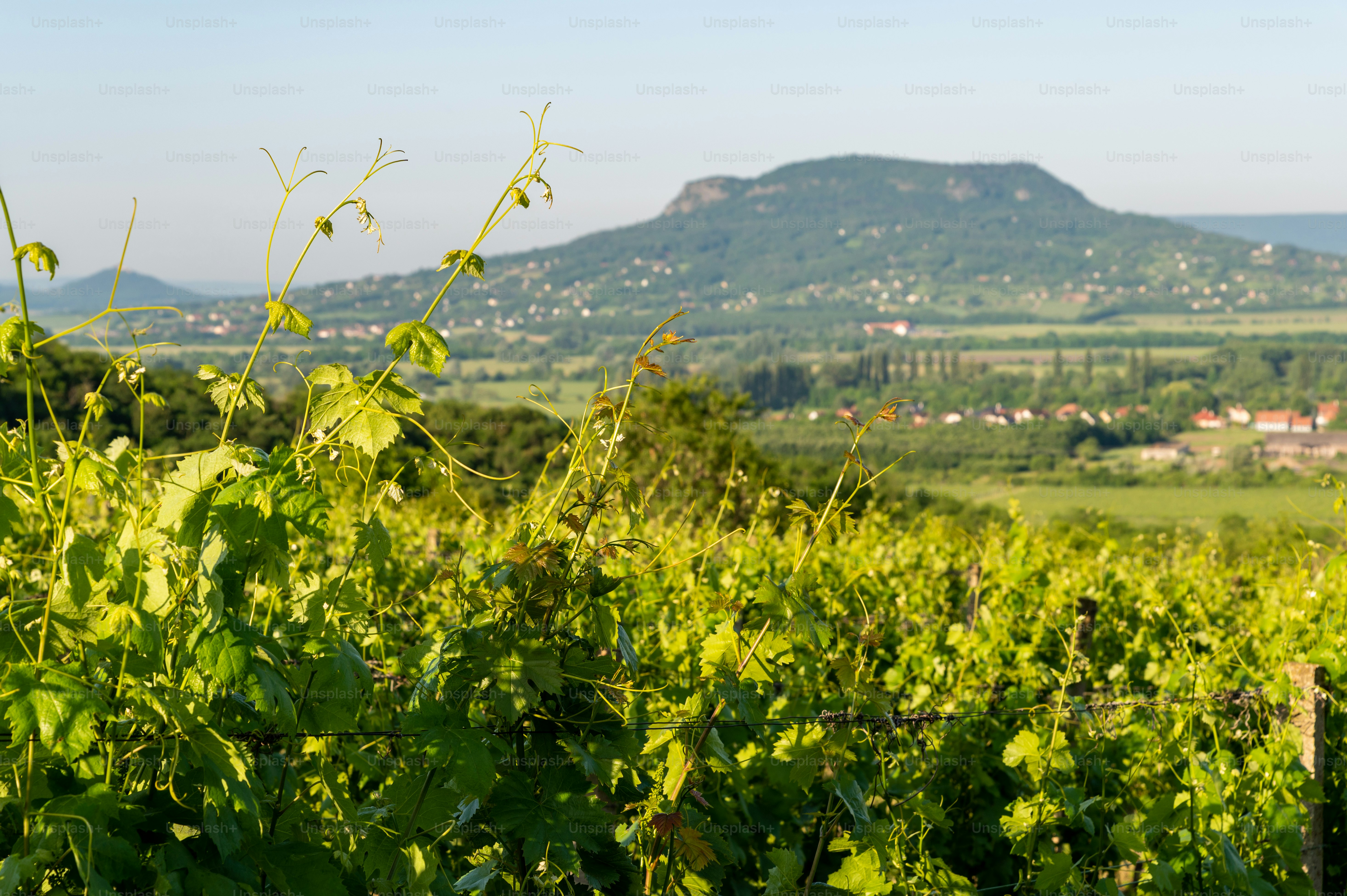 Vineyards in the Balaton Uplands with Szent György Hill in the background on a sunny morning in springtime.