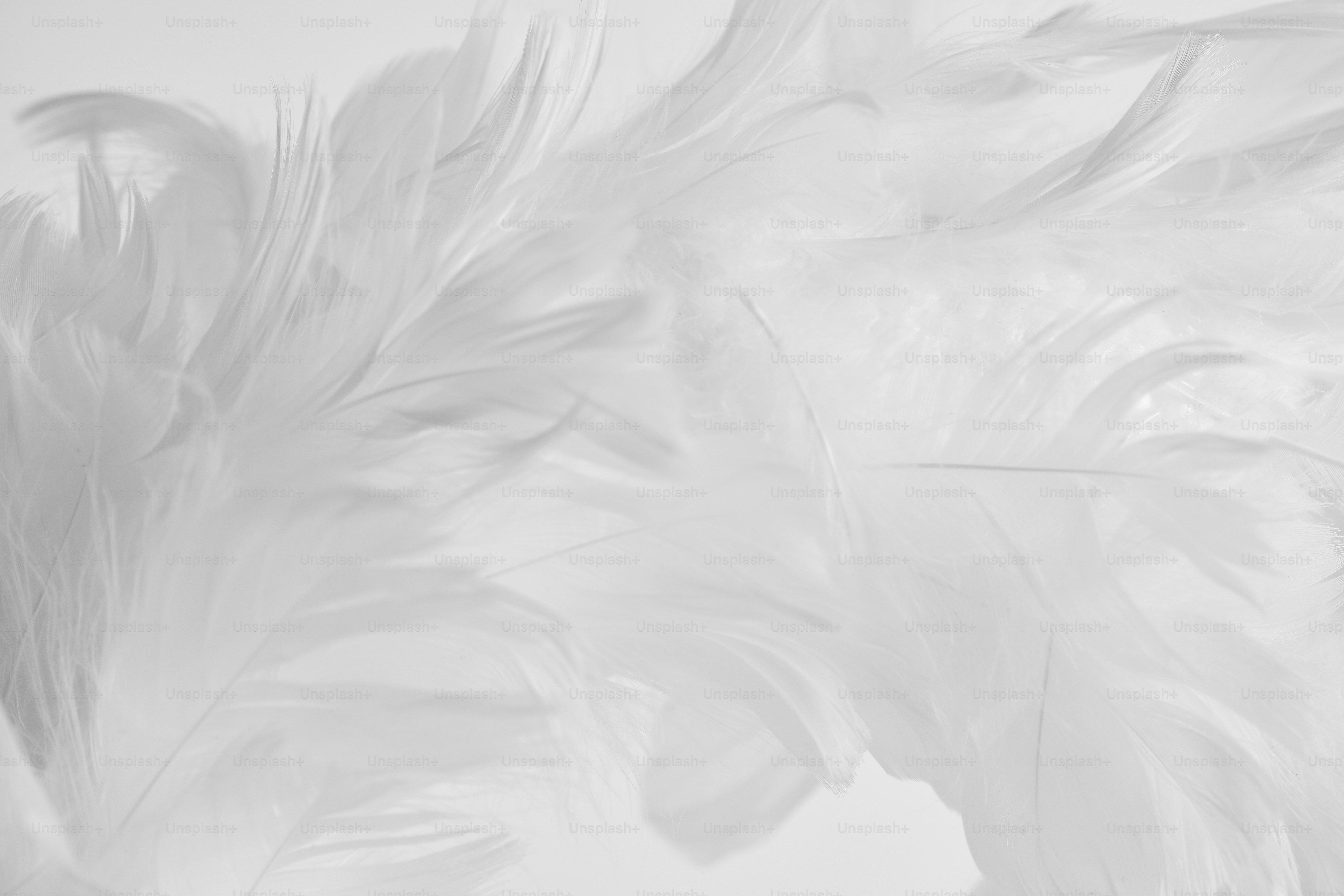 White fluffy feathers create an airy, soft image.