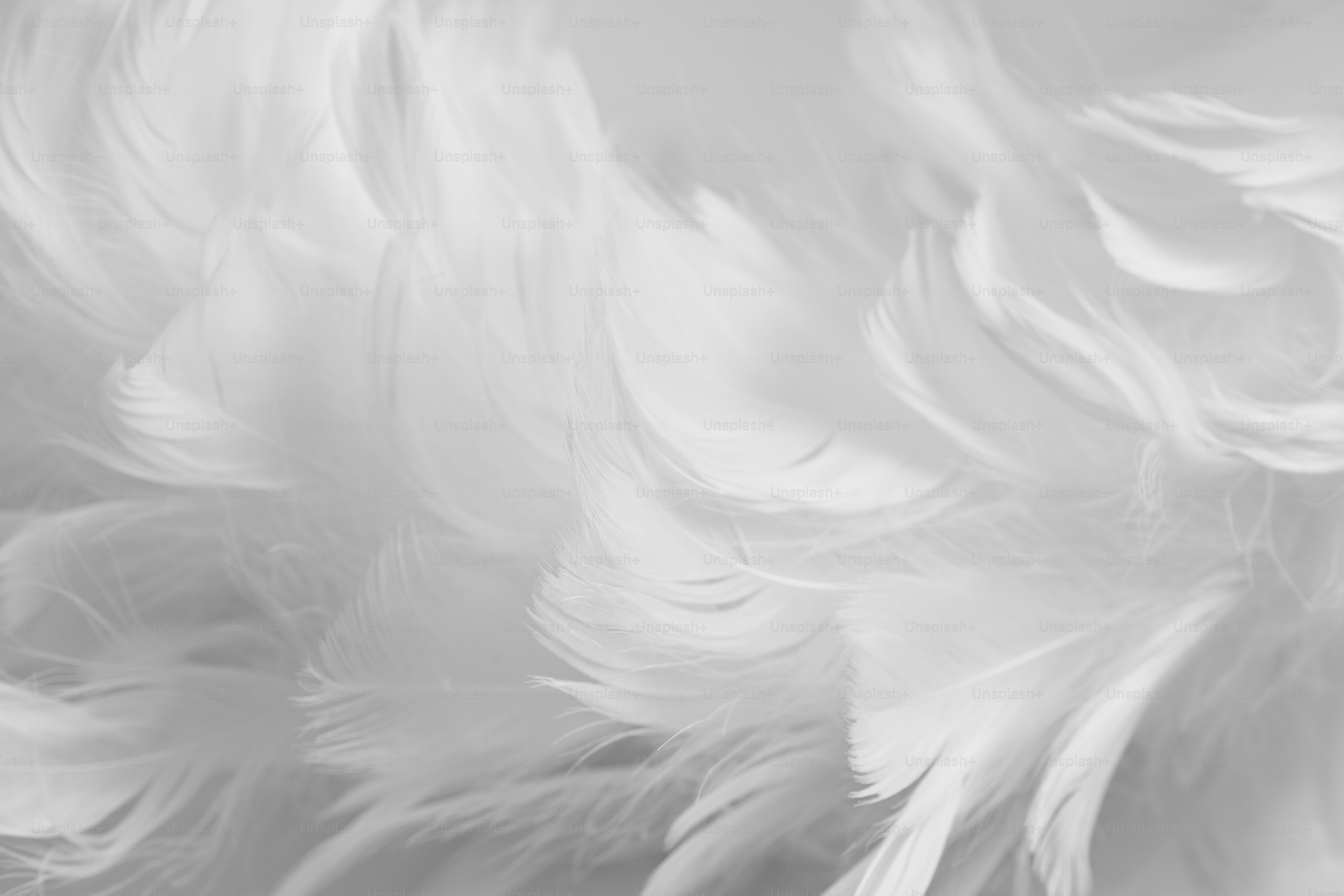Plumas blancas llenan el marco.