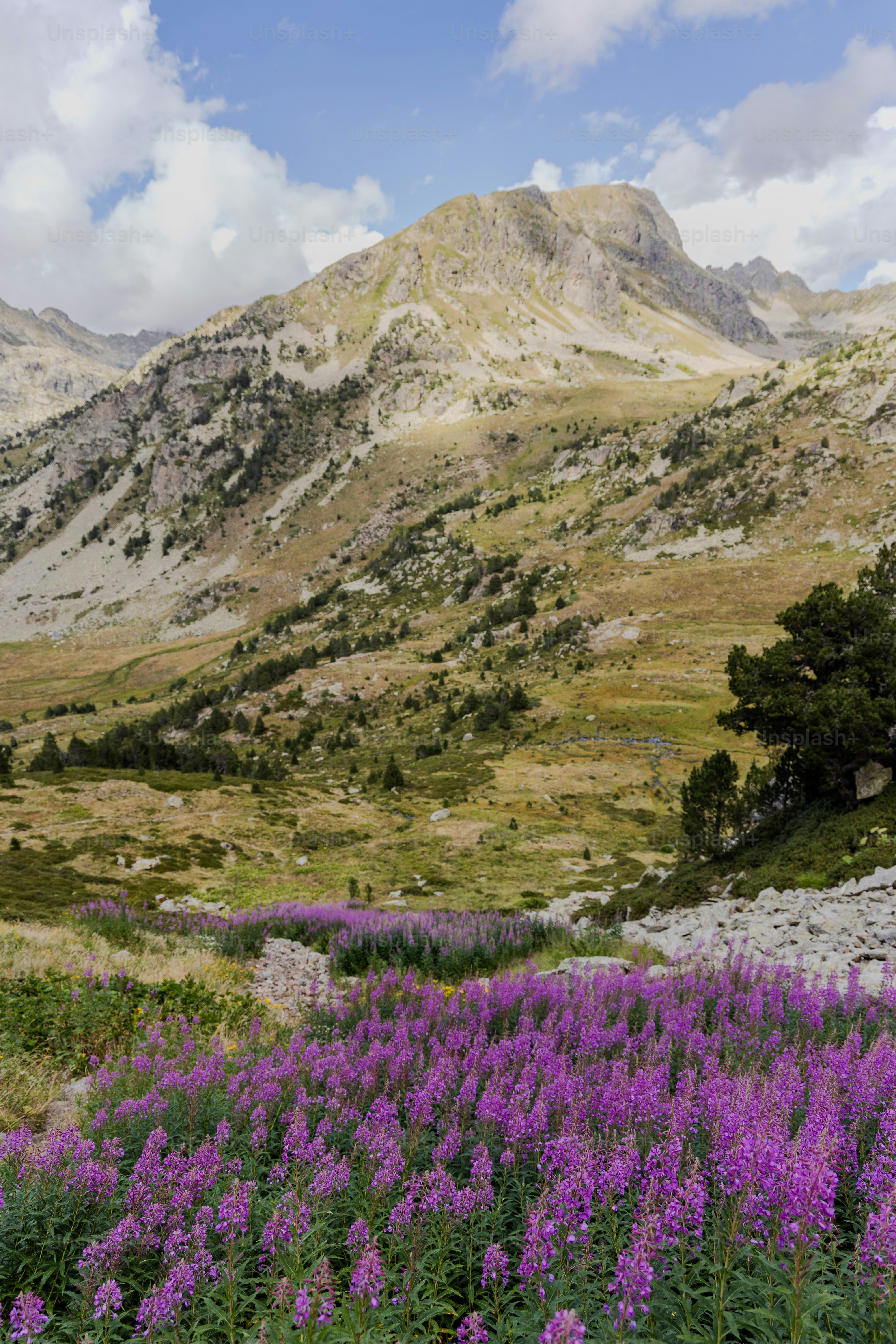 Rosebay willowherb, Chamaenerion pink flowers growing in the Pyrenees mountains, Vall d'Incles, Andorra