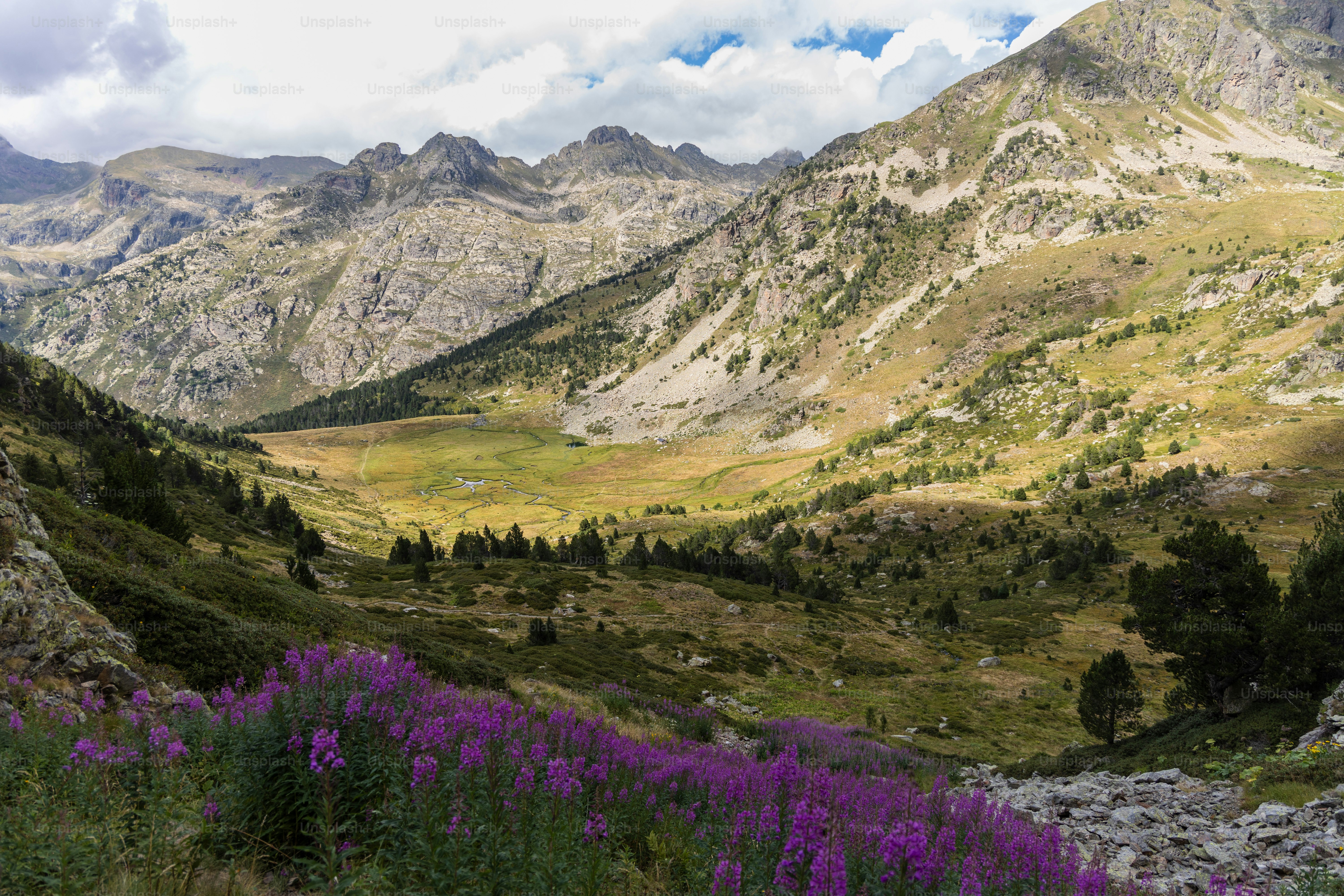 Rosebay willowherb, Chamaenerion pink flowers growing in the Pyrenees mountains, Vall d'Incles, Andorra