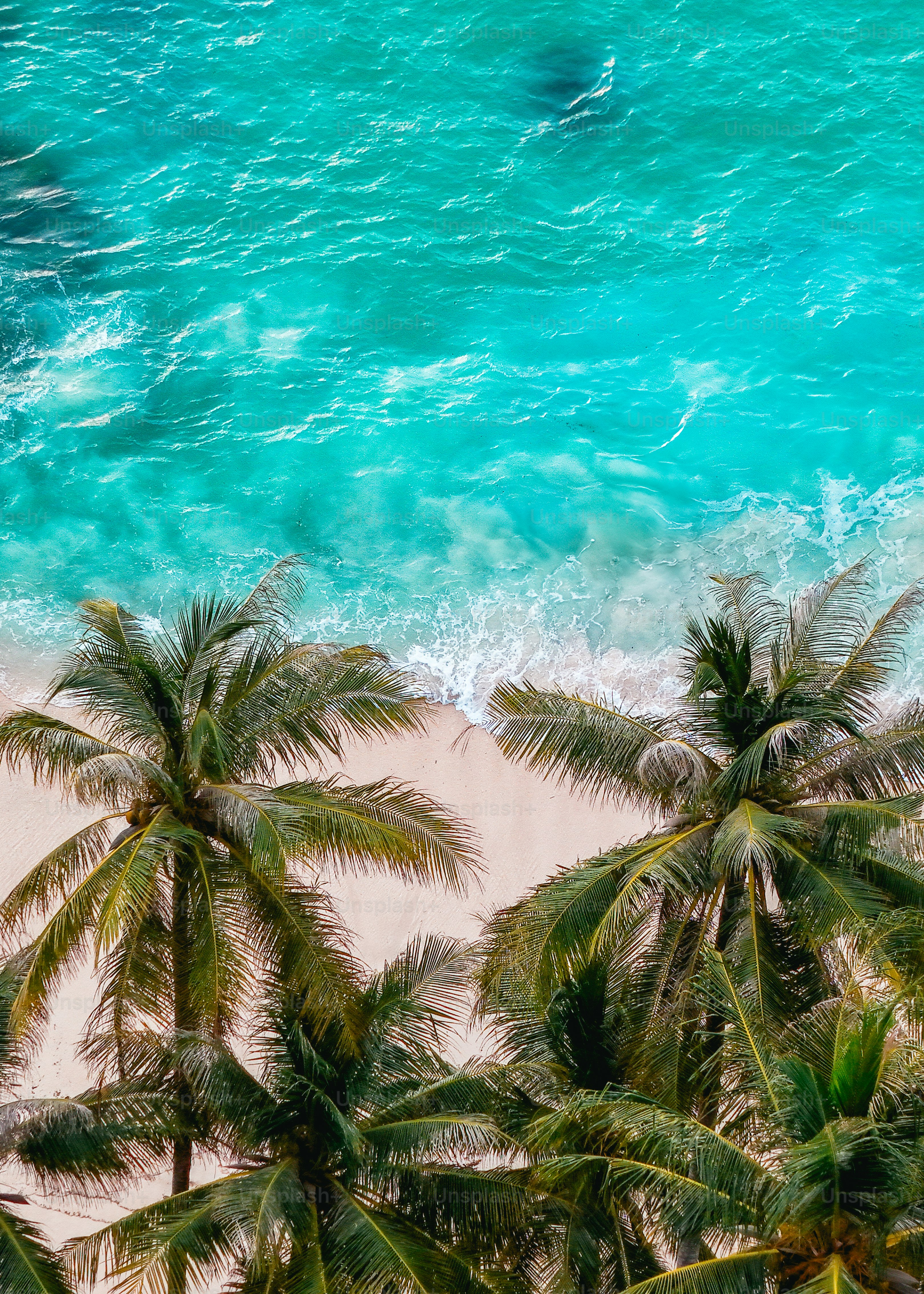 Aerial summer paradise showing calm ocean, white beach, and rows of tropical palm trees