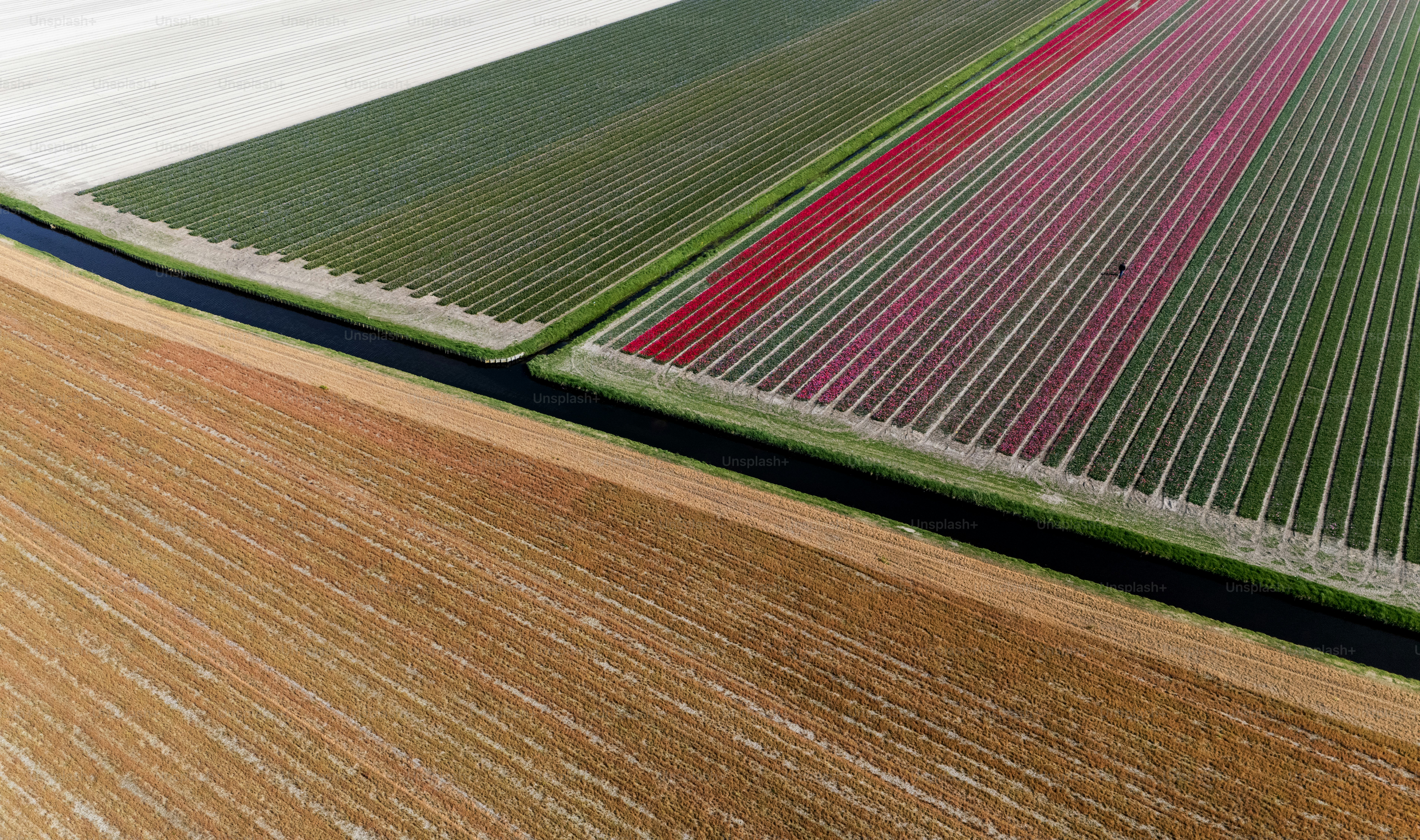 Paisagem aérea do zangão do campo holandês colorido, terras agrícolas e flores na mola