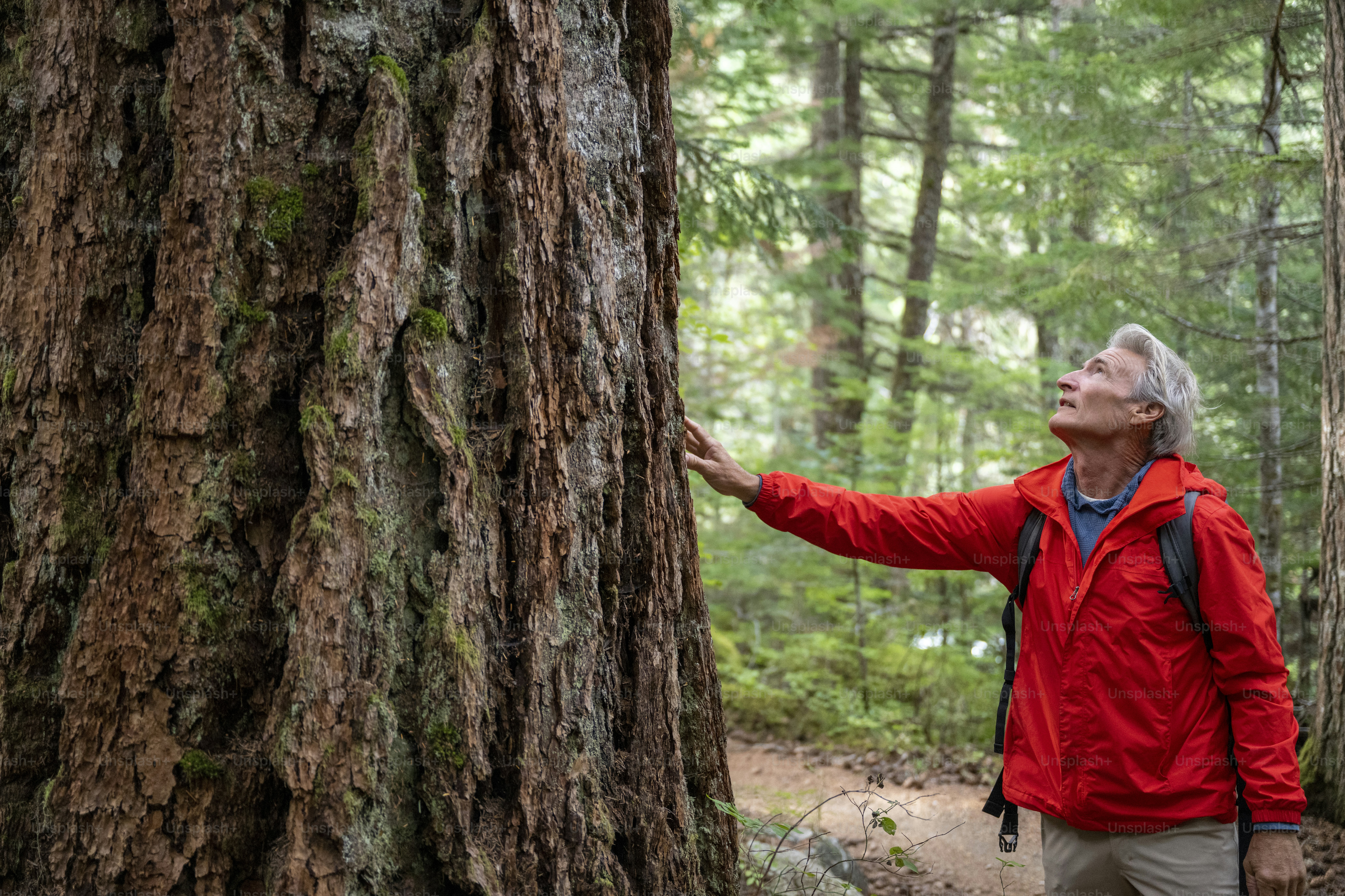 He looks up to ancient cedar tree, on an autumnal morning in Whistler, BC