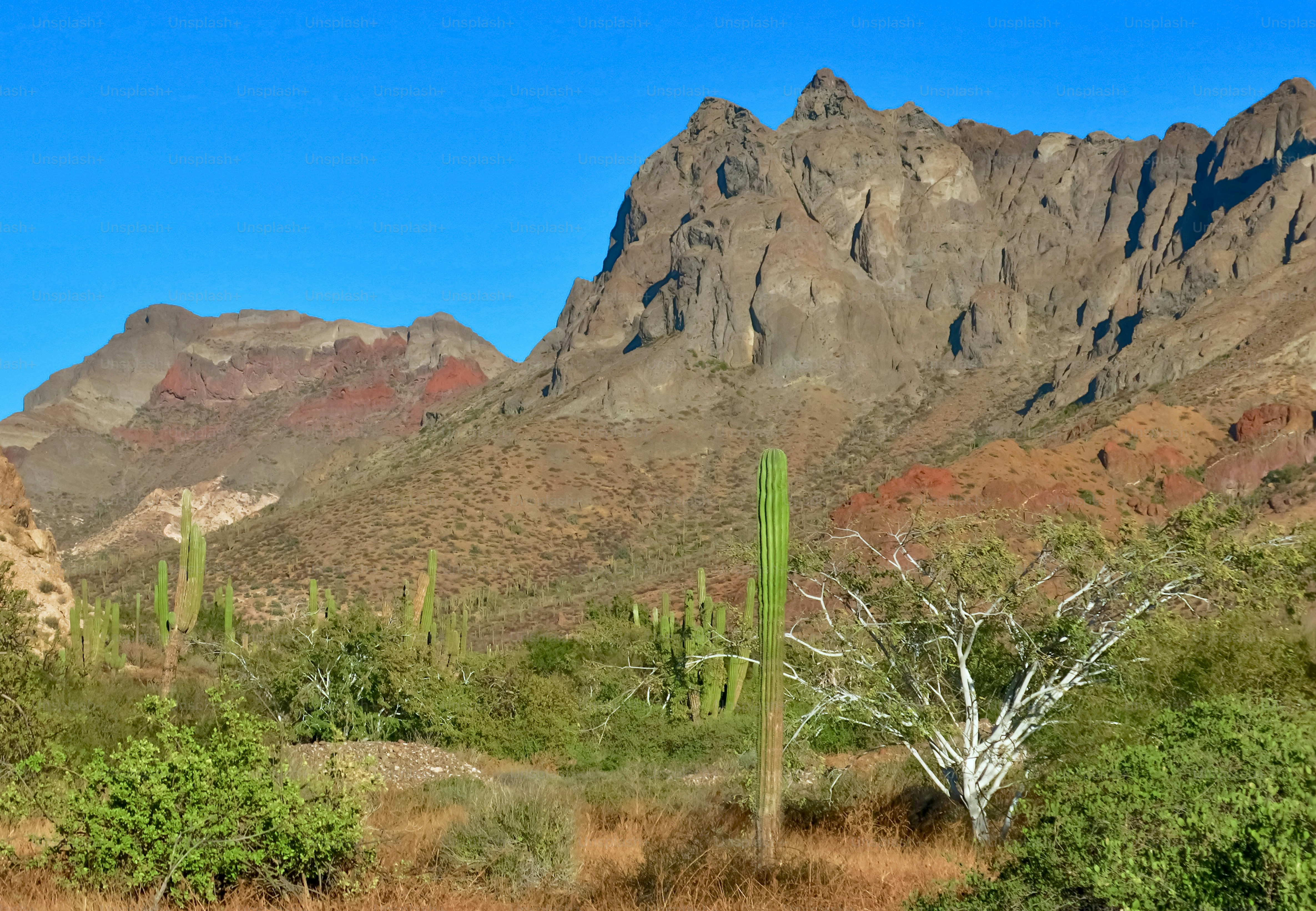 Baja California, Mexico.