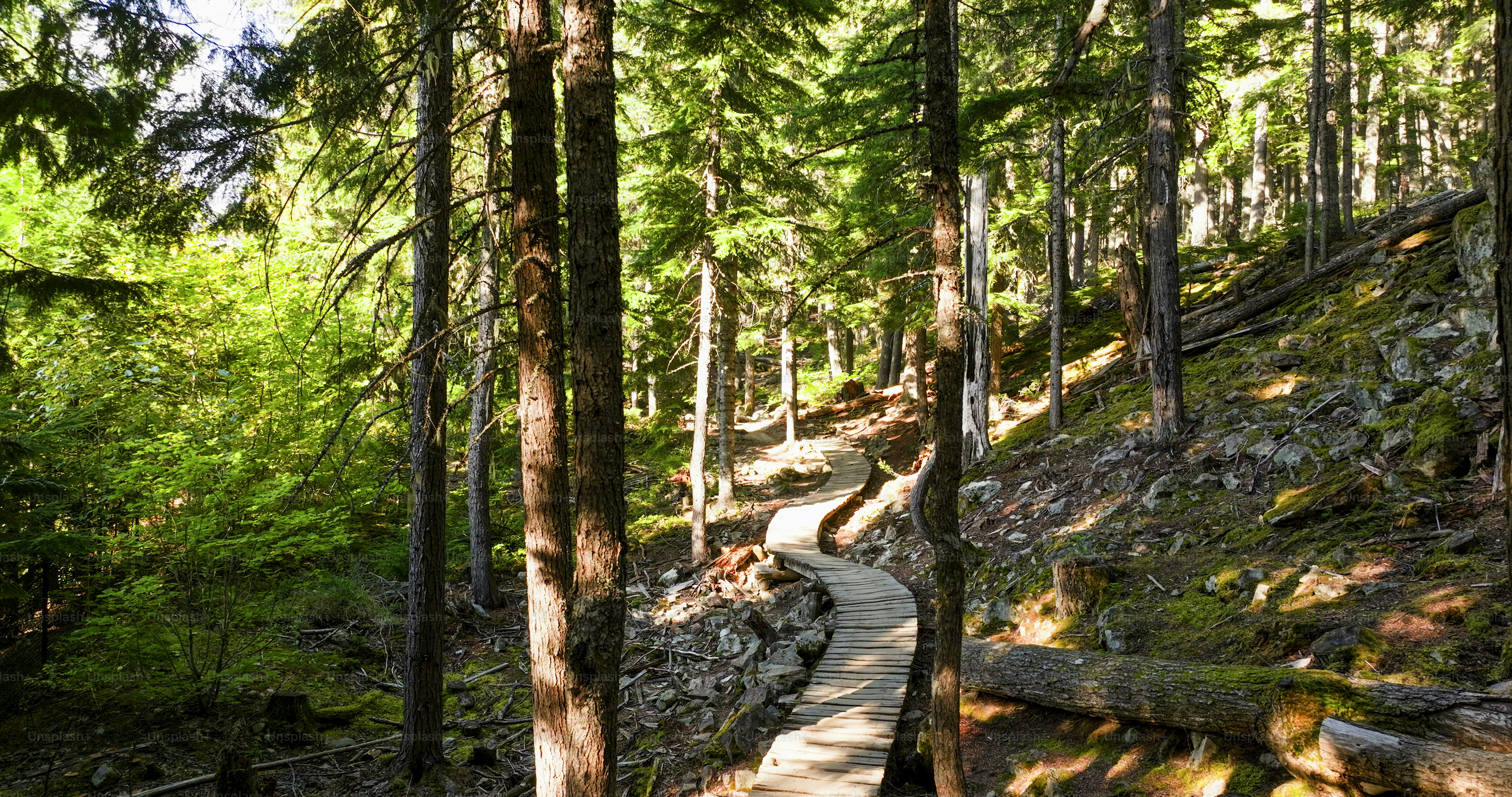 View up narrow boardwalk in forest, Whistler, BC