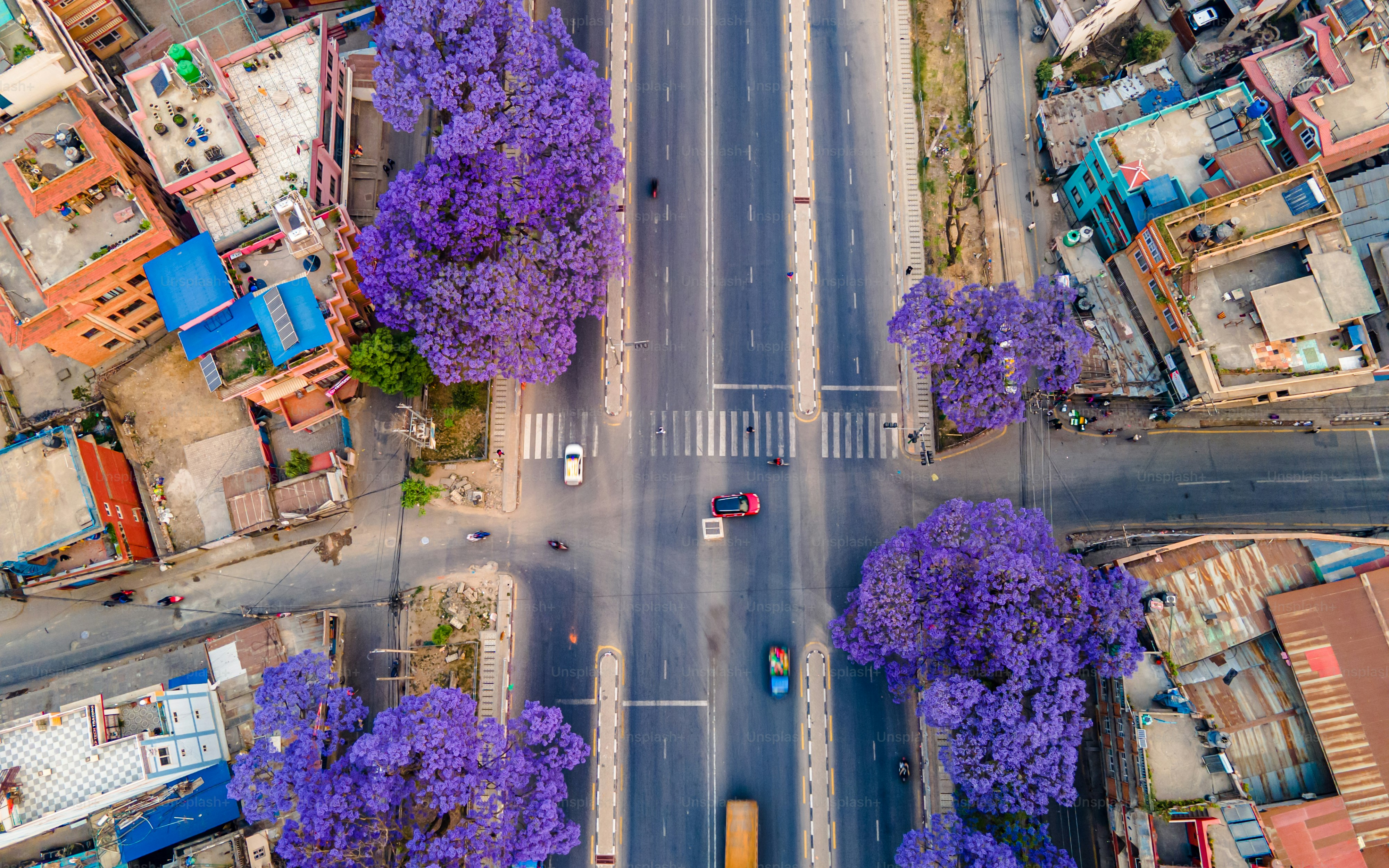 Gambar Jacaranda Mimosifolia | Unduh Gambar Gratis di Unsplash