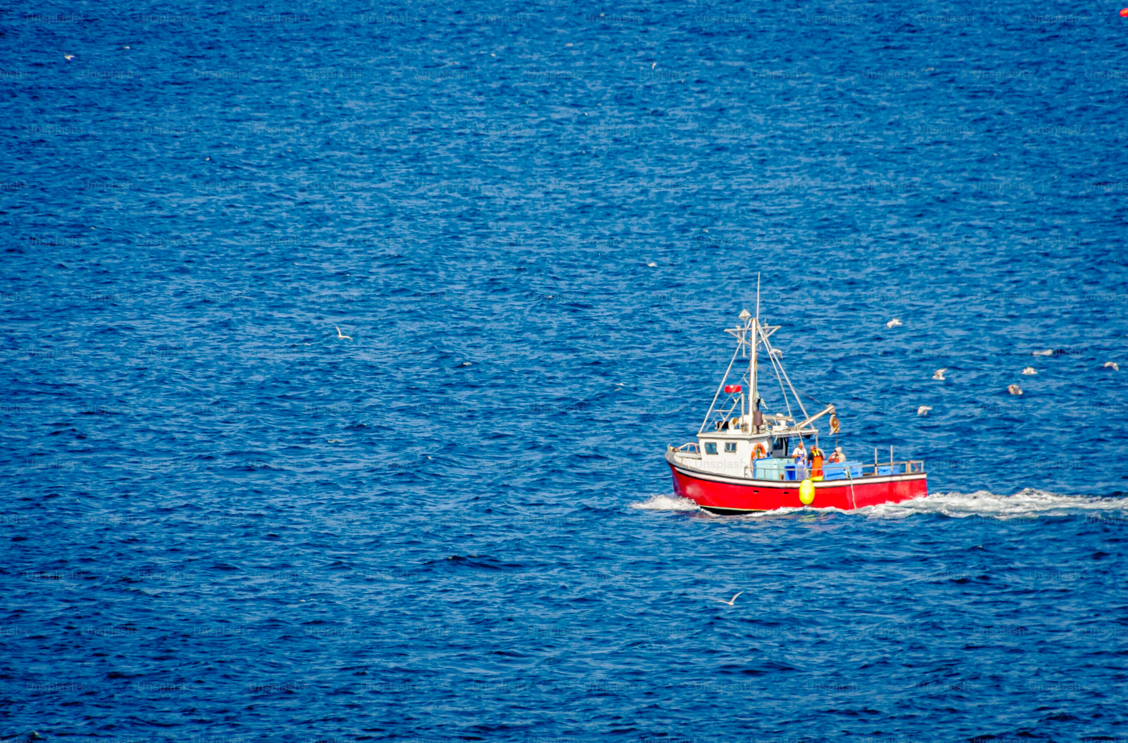 Seagulls flock behind a red fishing boat off the Cape Spear coast in St. John's Newfoundland.  This is the easternmost point of Canada.