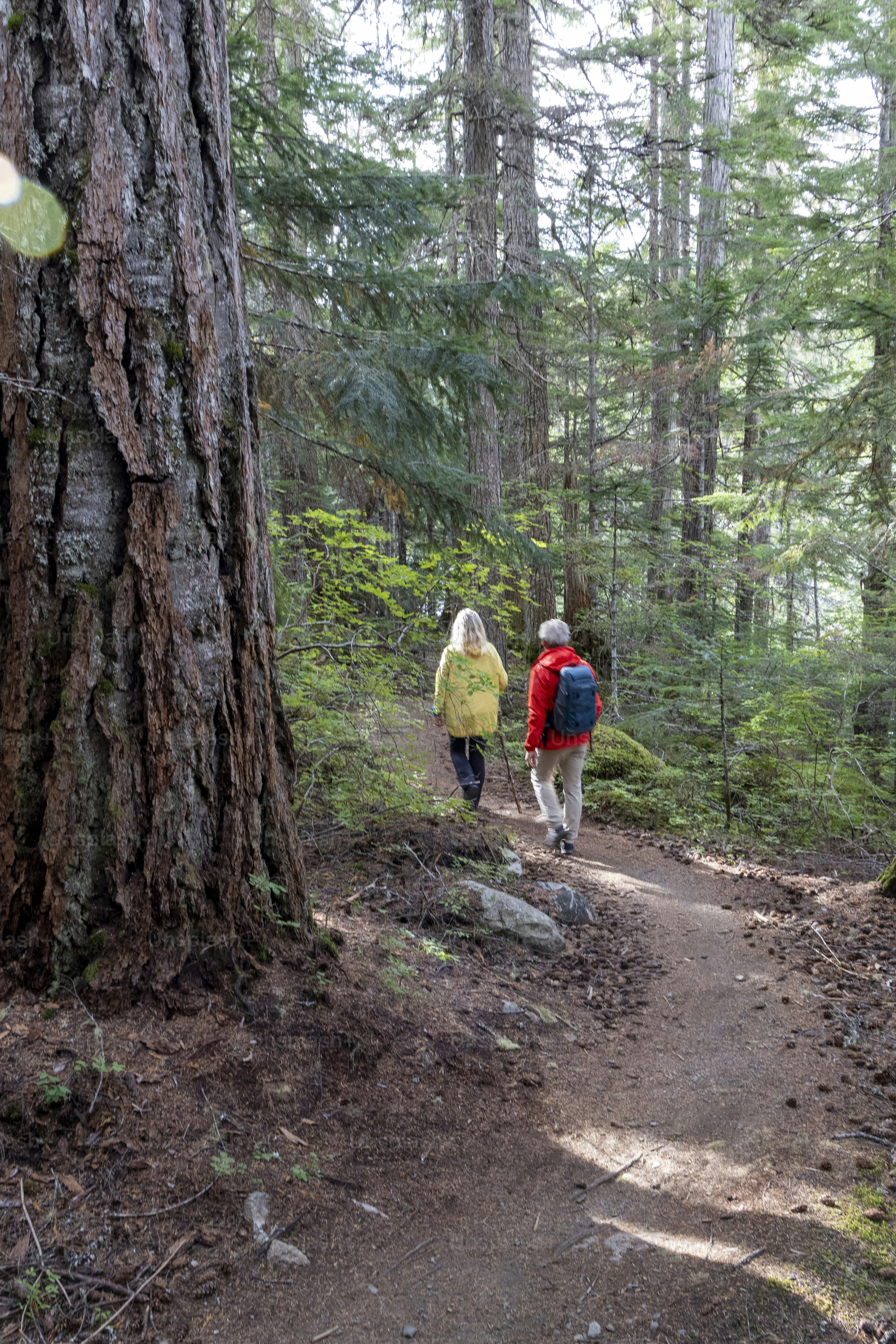 Caminhada madura dos pares através da floresta velha do crescimento abaixo de uma árvore de cedro antiga, em uma manhã outonal em Whistler, BC