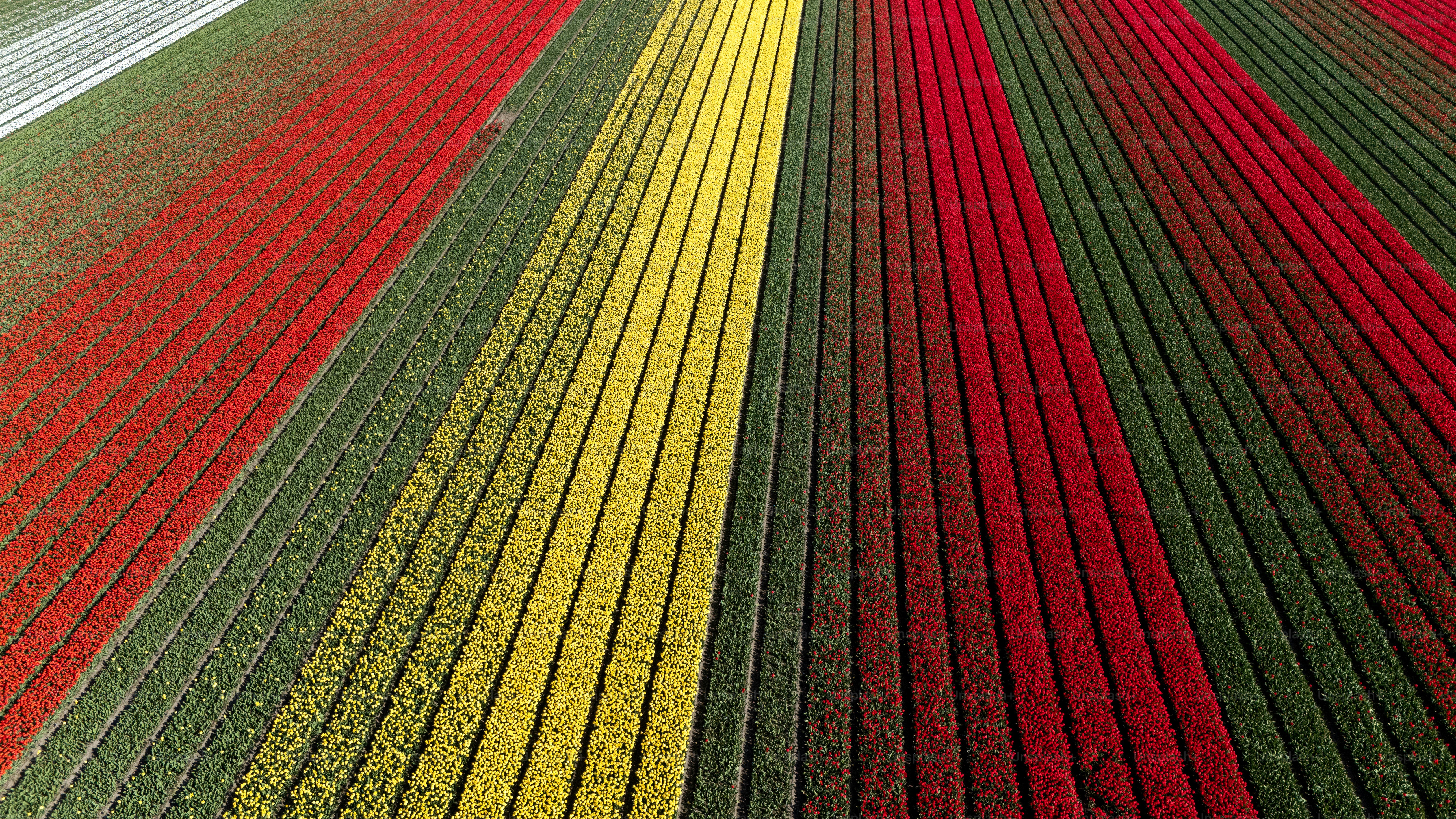 Aerial drone landscape of the colourful dutch countryside, farmland and flowers in the spring