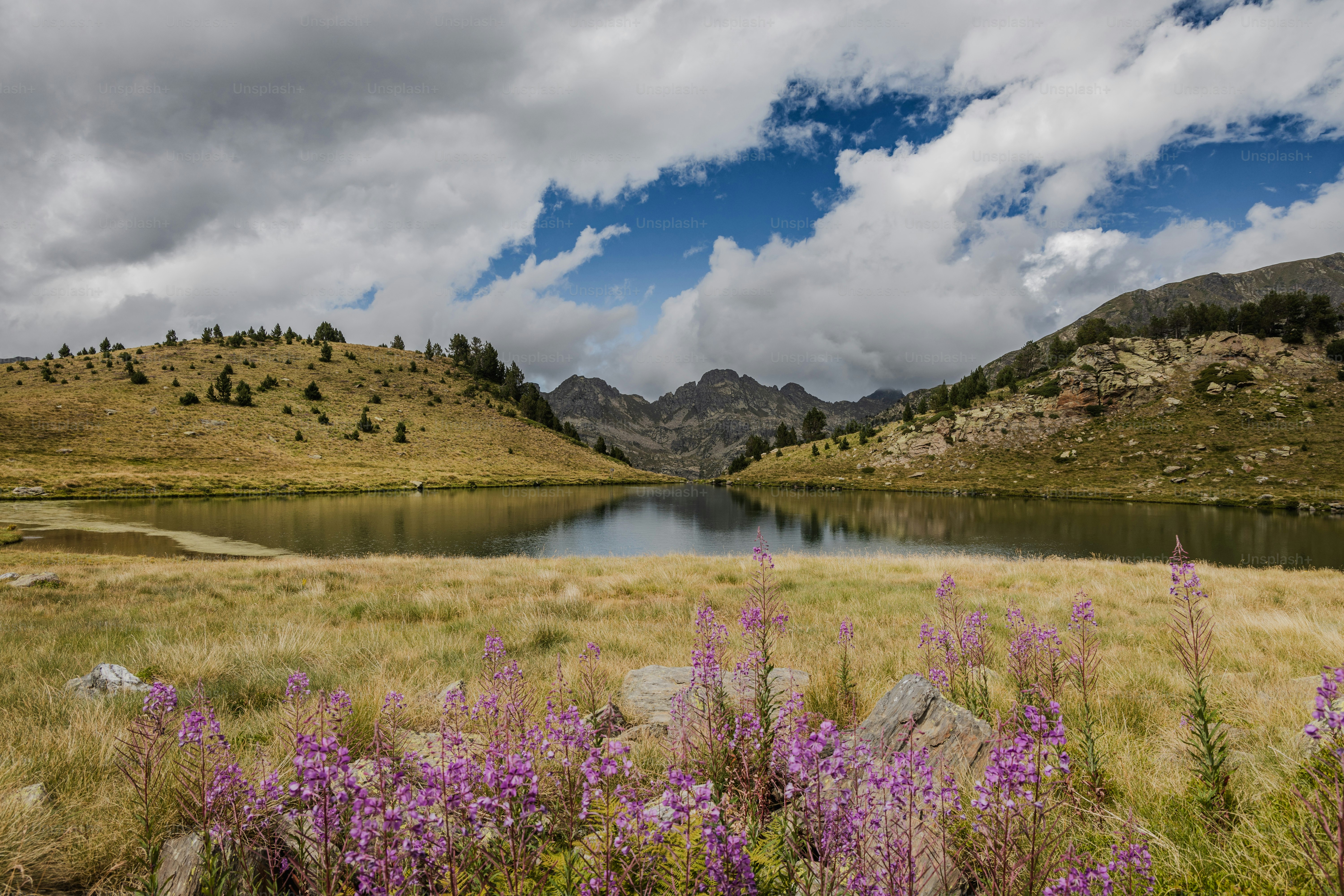 Rosebay willowherb, Chamaenerion pink flowers growing near lake Ciscaro in the Pyrenees mountains, Vall d'Incles