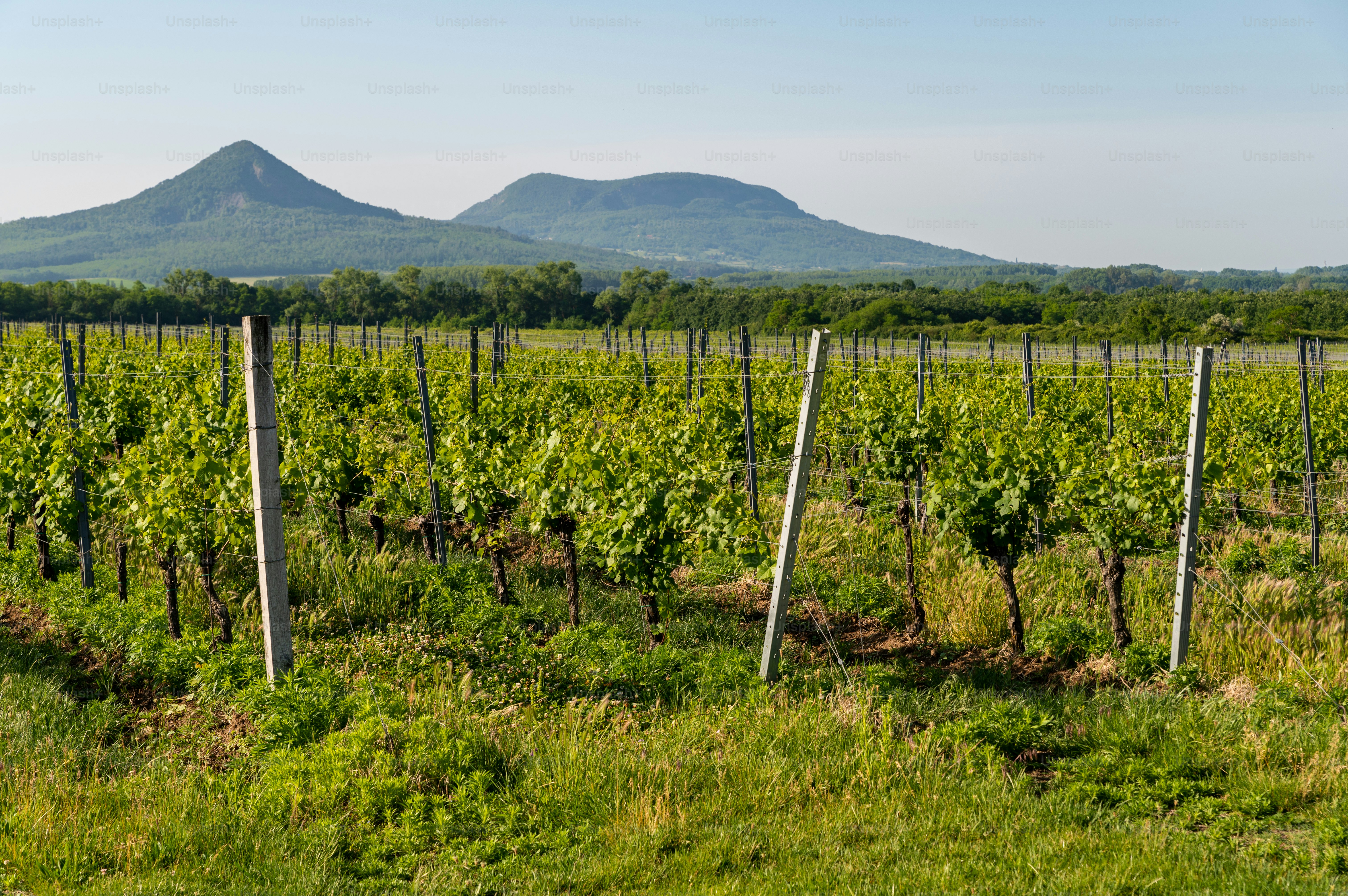 Vineyards in the Balaton Uplands with Gulács and Badacsony in the background on a sunny morning in springtime.