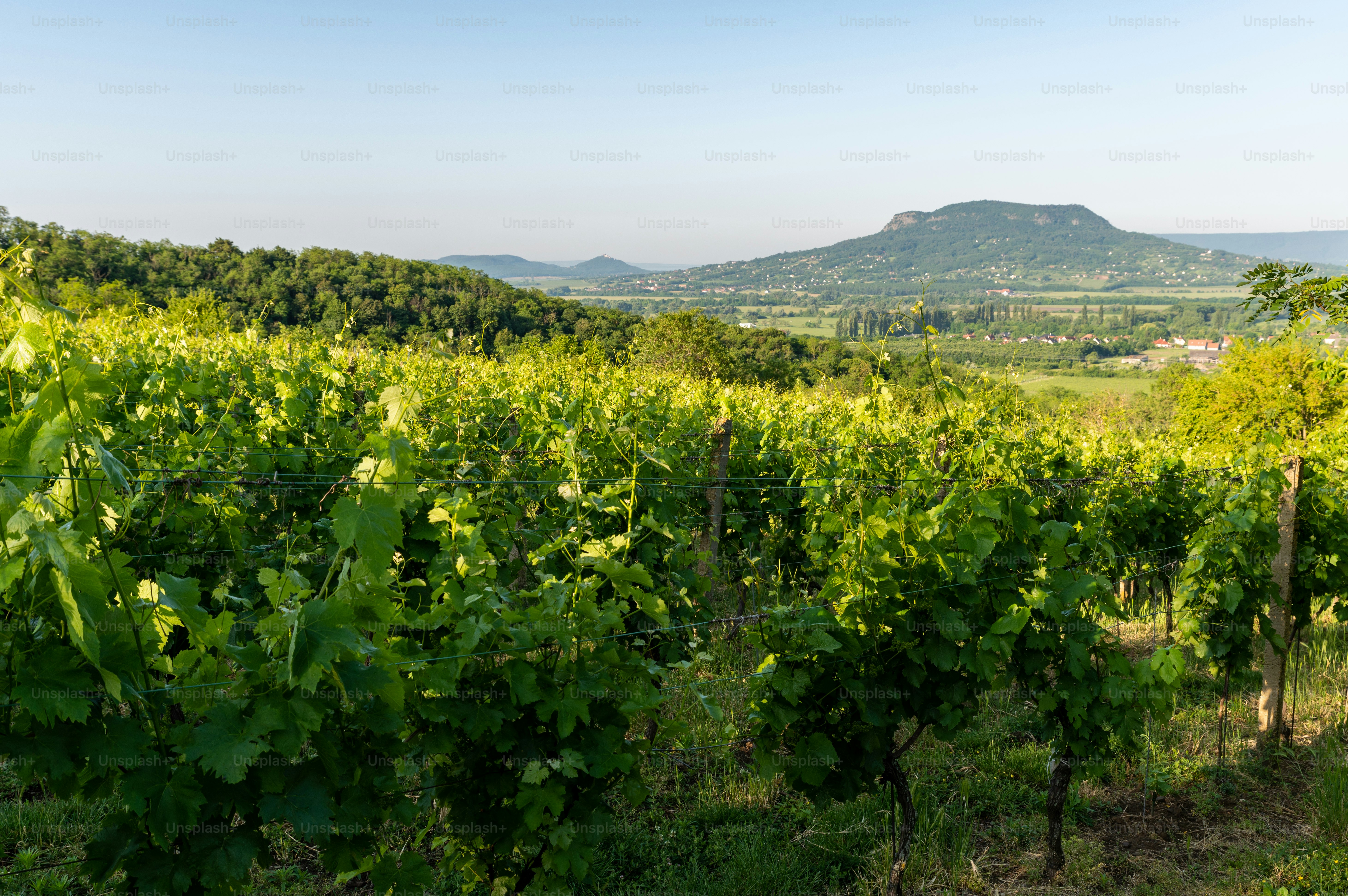 Viñedos en las tierras altas de Balaton con la colina Szent György al fondo en una mañana soleada de primavera