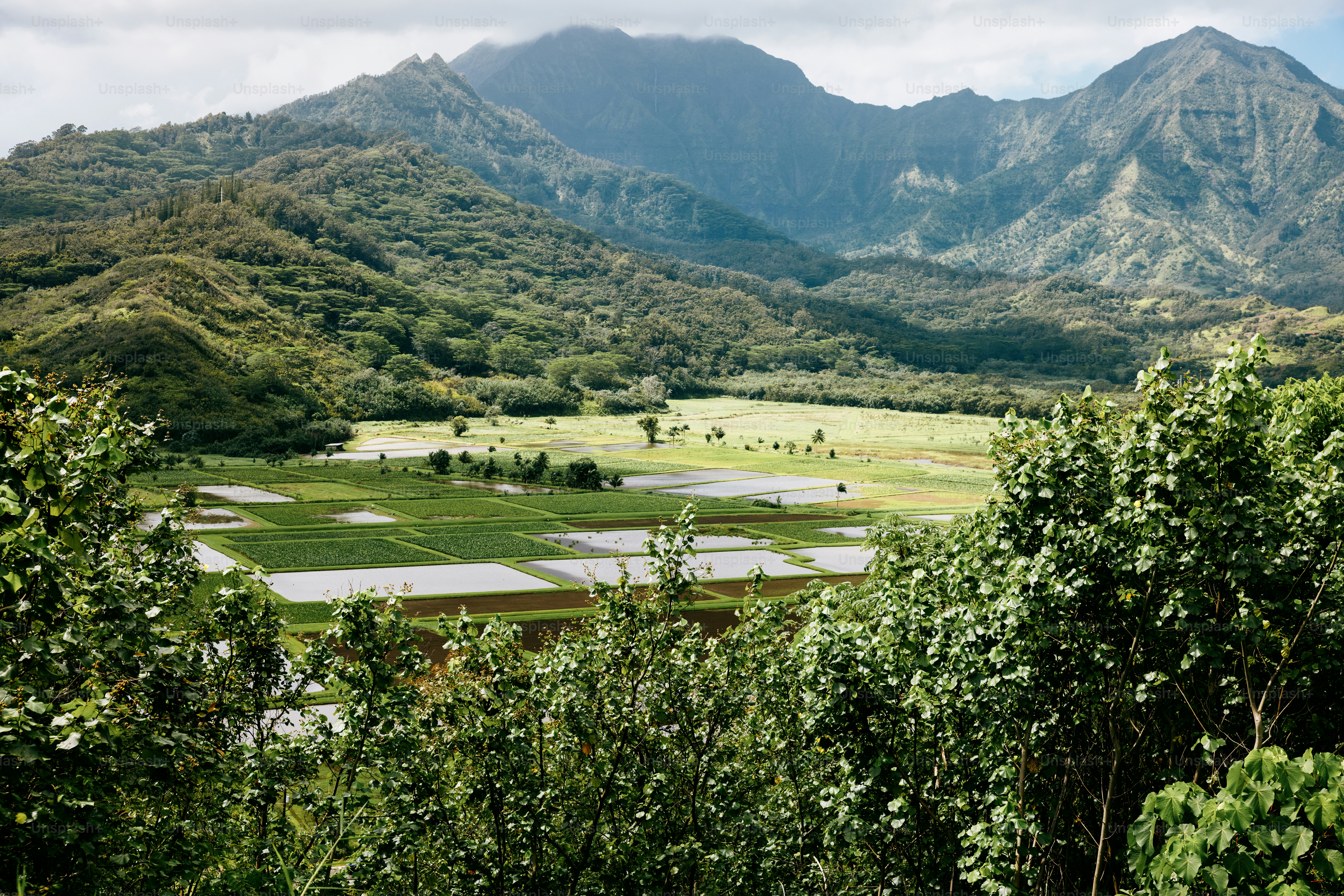 Ladang akar talas yang dibanjiri hijau tumbuh di sebuah lembah di Kauai, Hawaii, dilihat dari atas.  Keindahan kepulauan Hawaii Pasifik