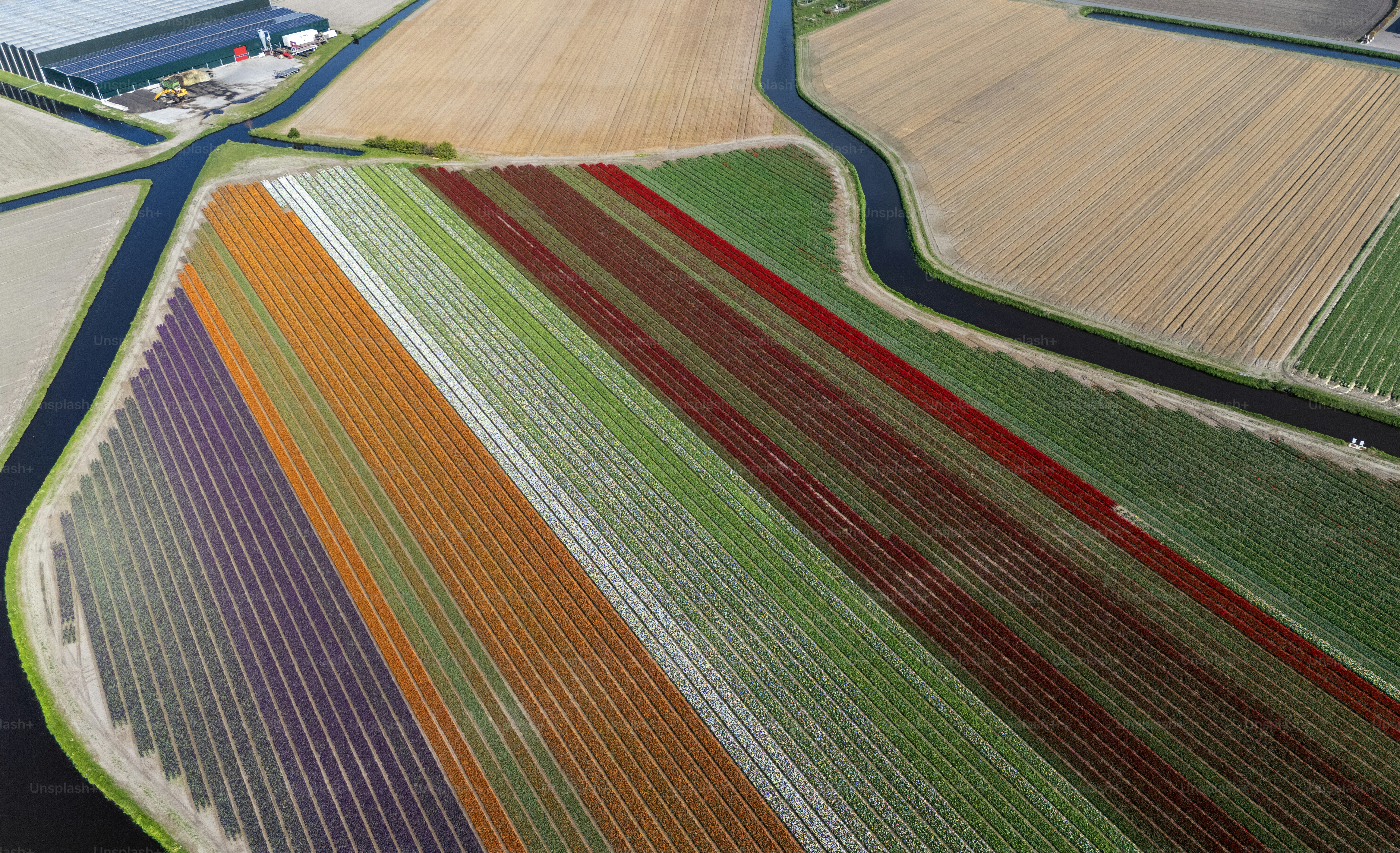 Aerial drone landscape of the colourful dutch countryside, farmland and flowers in the spring