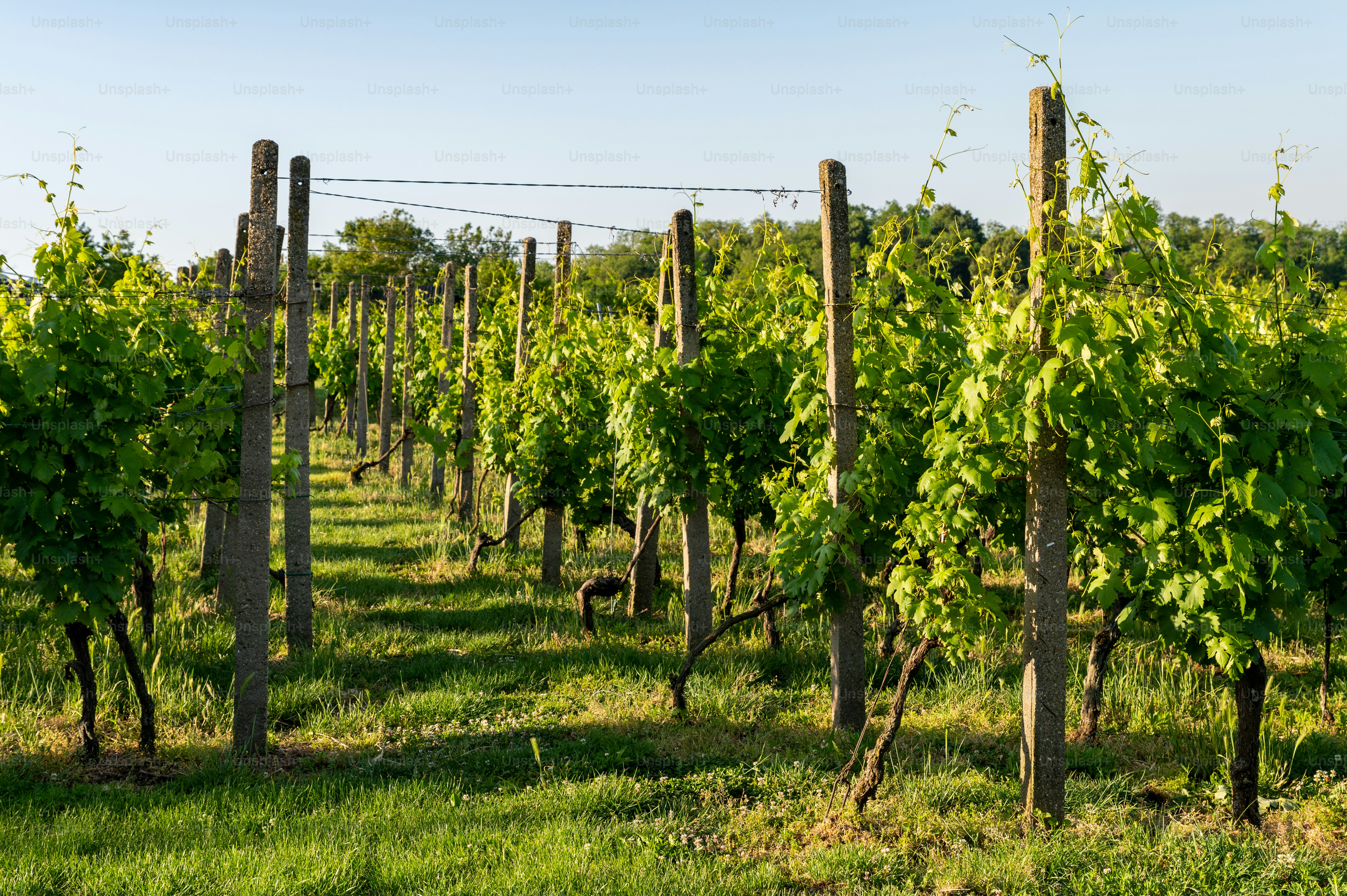 Greenock, South Australia