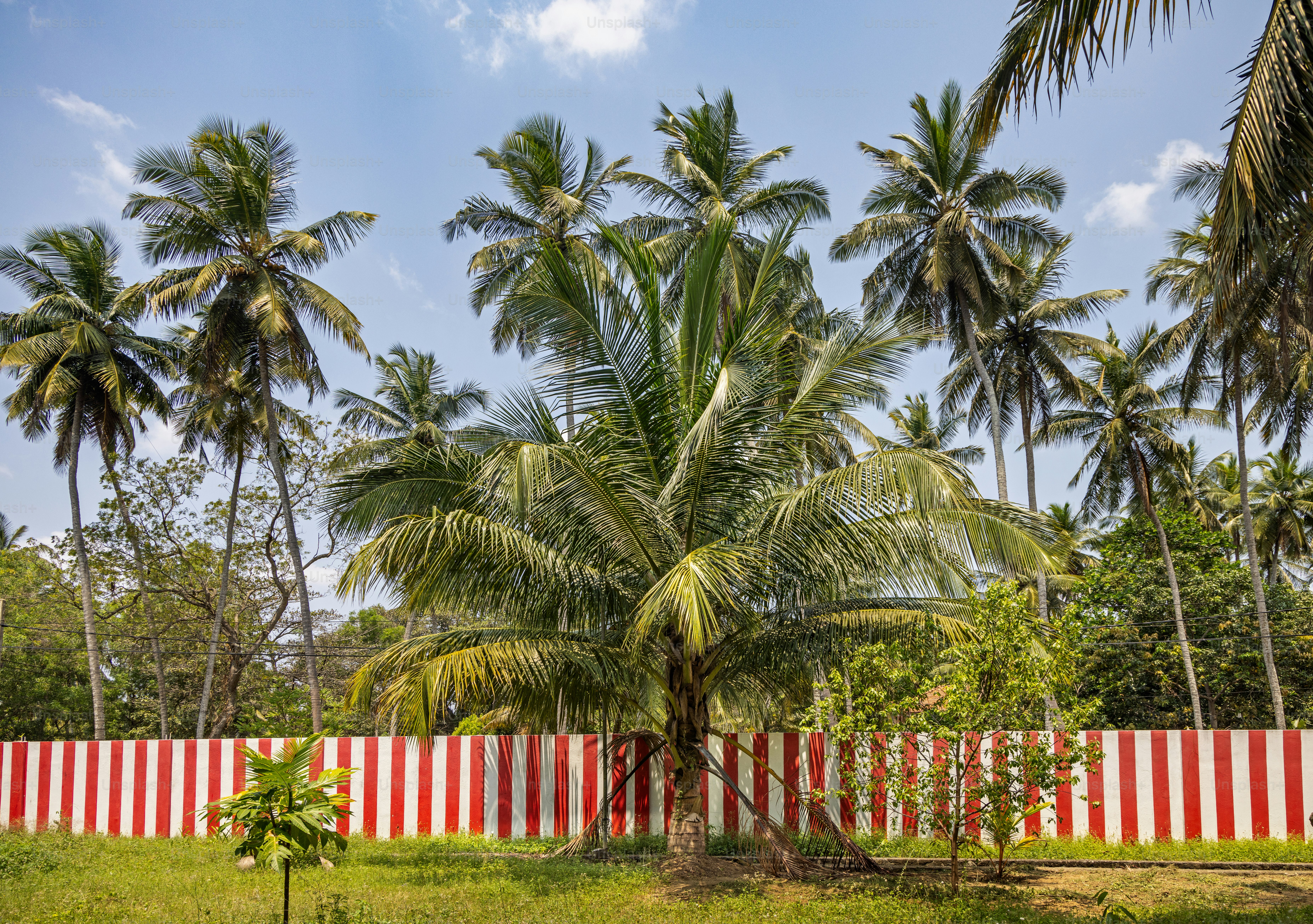 Red and white fence in a coconut plantation in Madampe in the North Western Province in Sri Lanka