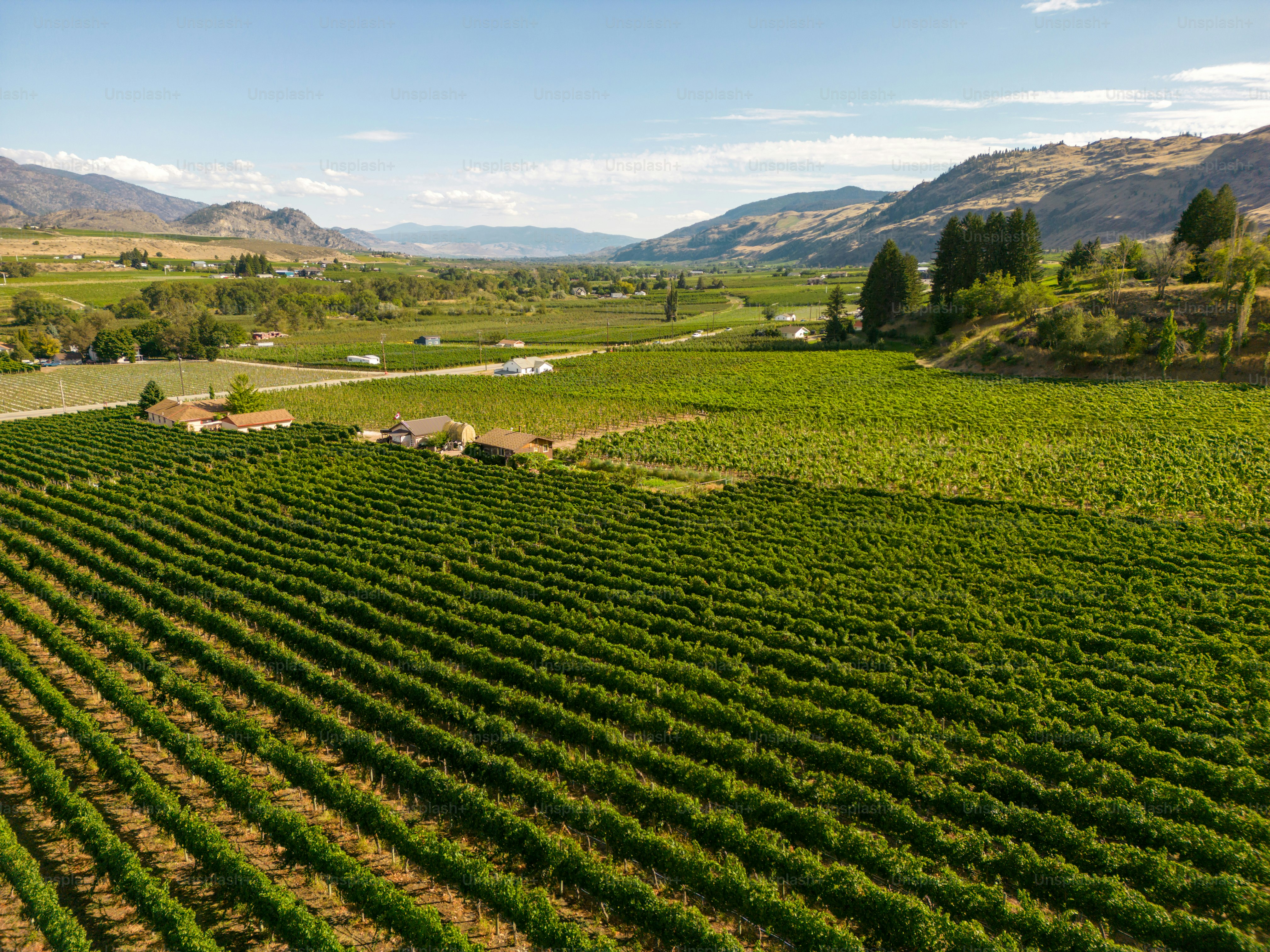 Drone aerial view Canadian landscape of an organic winery vineyard located in the Okanagan Valley in Oliver, British Columbia, Canada.