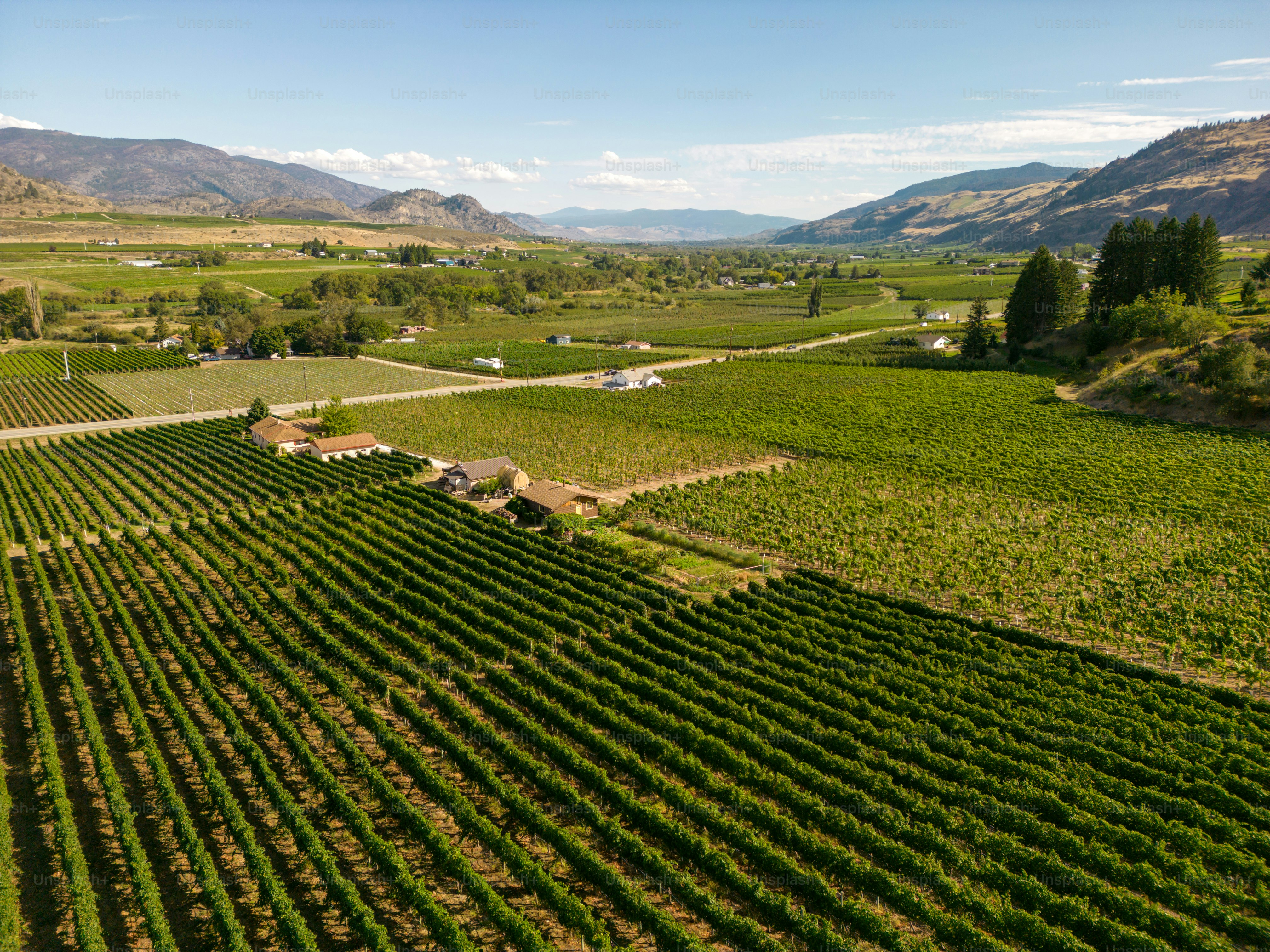 Drone aerial view Canadian landscape of an organic winery vineyard located in the Okanagan Valley in Oliver, British Columbia, Canada.