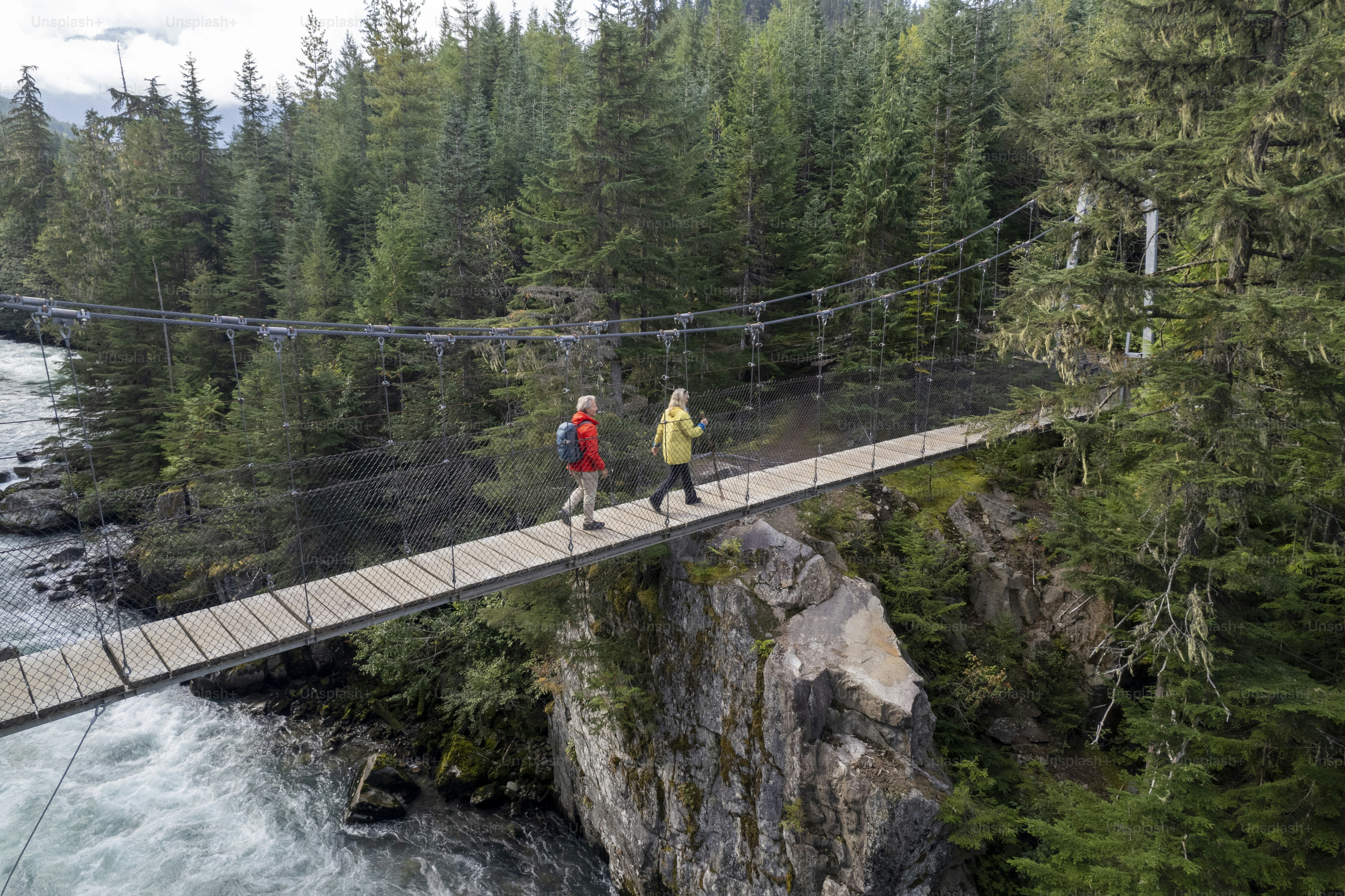 Old growth forest, In Whistler, BC