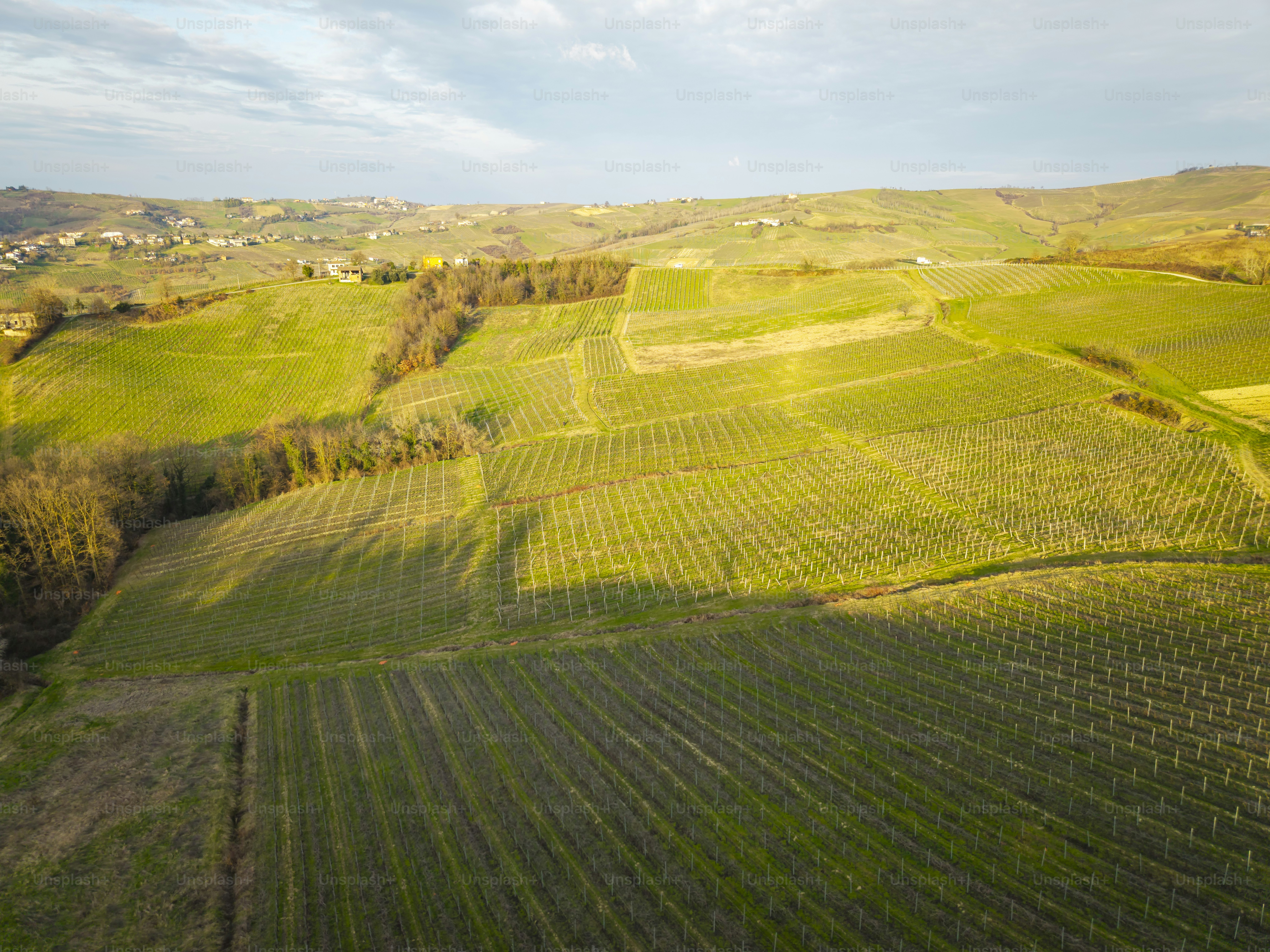 Pemandangan udara, diambil oleh drone, dari kebun anggur akhir musim dingin, di wilayah kebun anggur Oltrepo (Wilayah Lombardia, Italia Utara); Daerah perbukitan ini terkenal dengan anggur merah dan berkilaunya yang berharga.