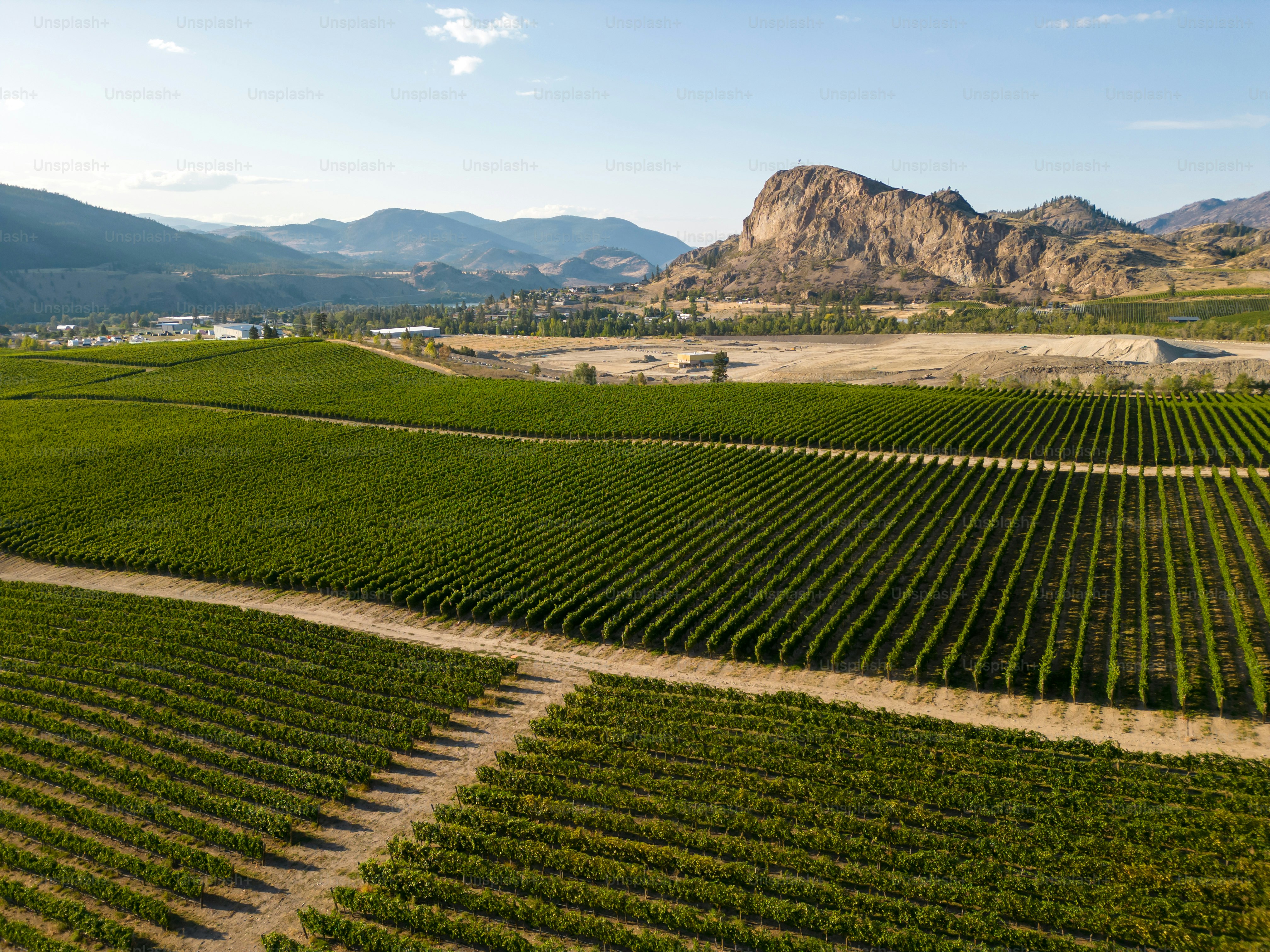 Pemandangan udara drone Lanskap Kanada dari kebun anggur anggur organik yang terletak di Lembah Okanagan di Air Terjun Oakangan, British Columbia, Kanada.