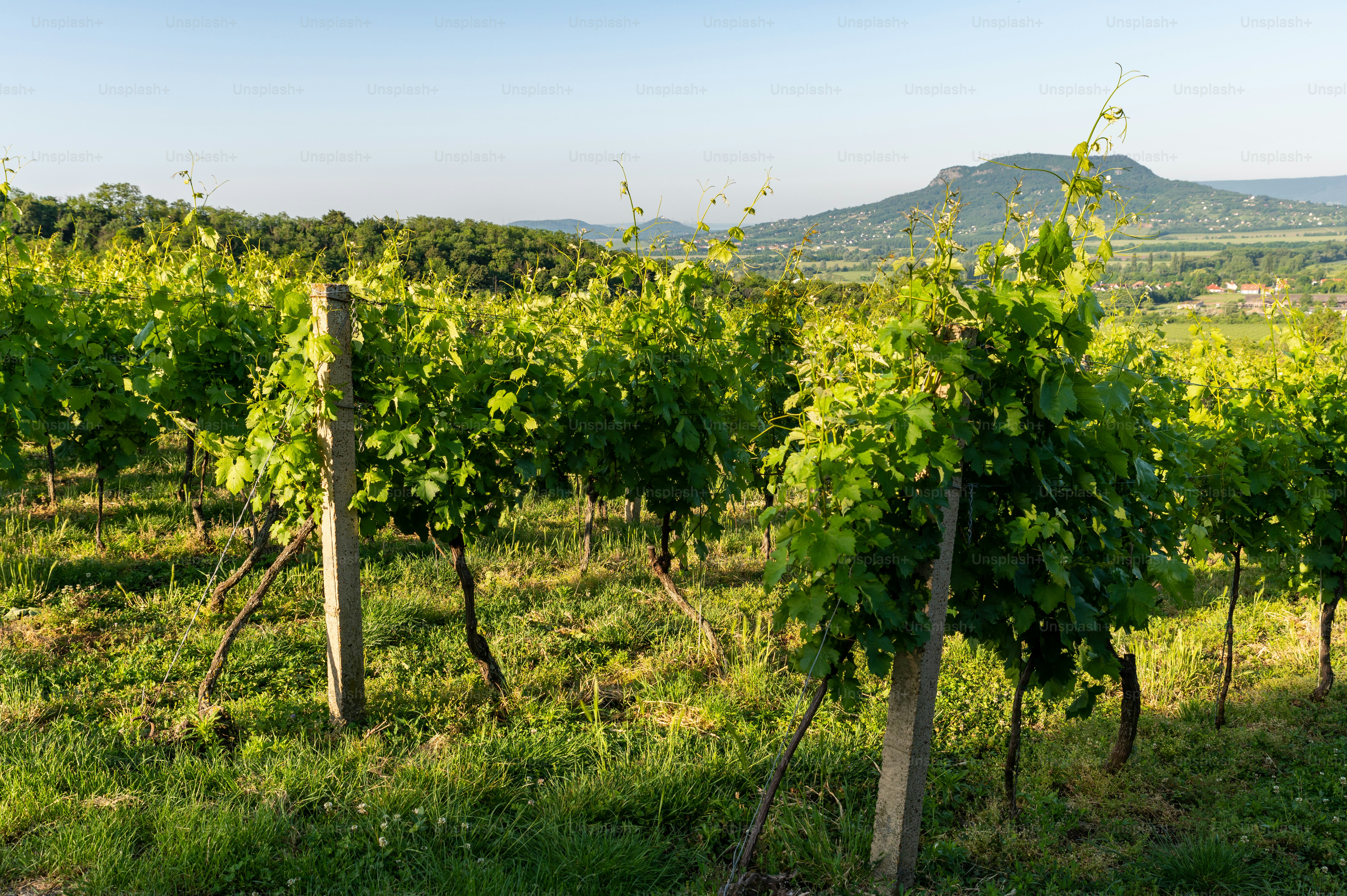 Vineyards in the Balaton Uplands with Szent György Hill in the background on a sunny morning in springtime.