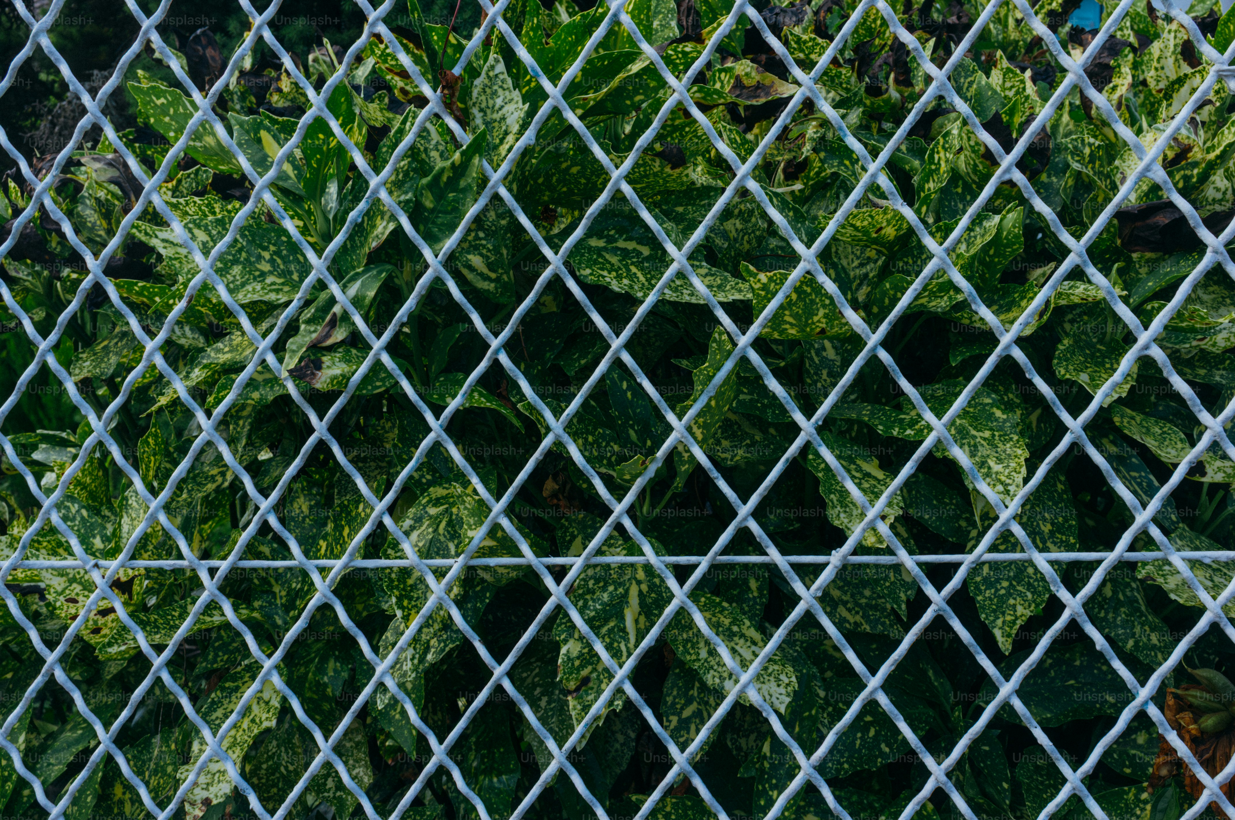 Follaje verde visto a través de una cerca de metal con patrón de diamante.  foto – Imagen de Patrón en Unsplash, image size:3000x1993
