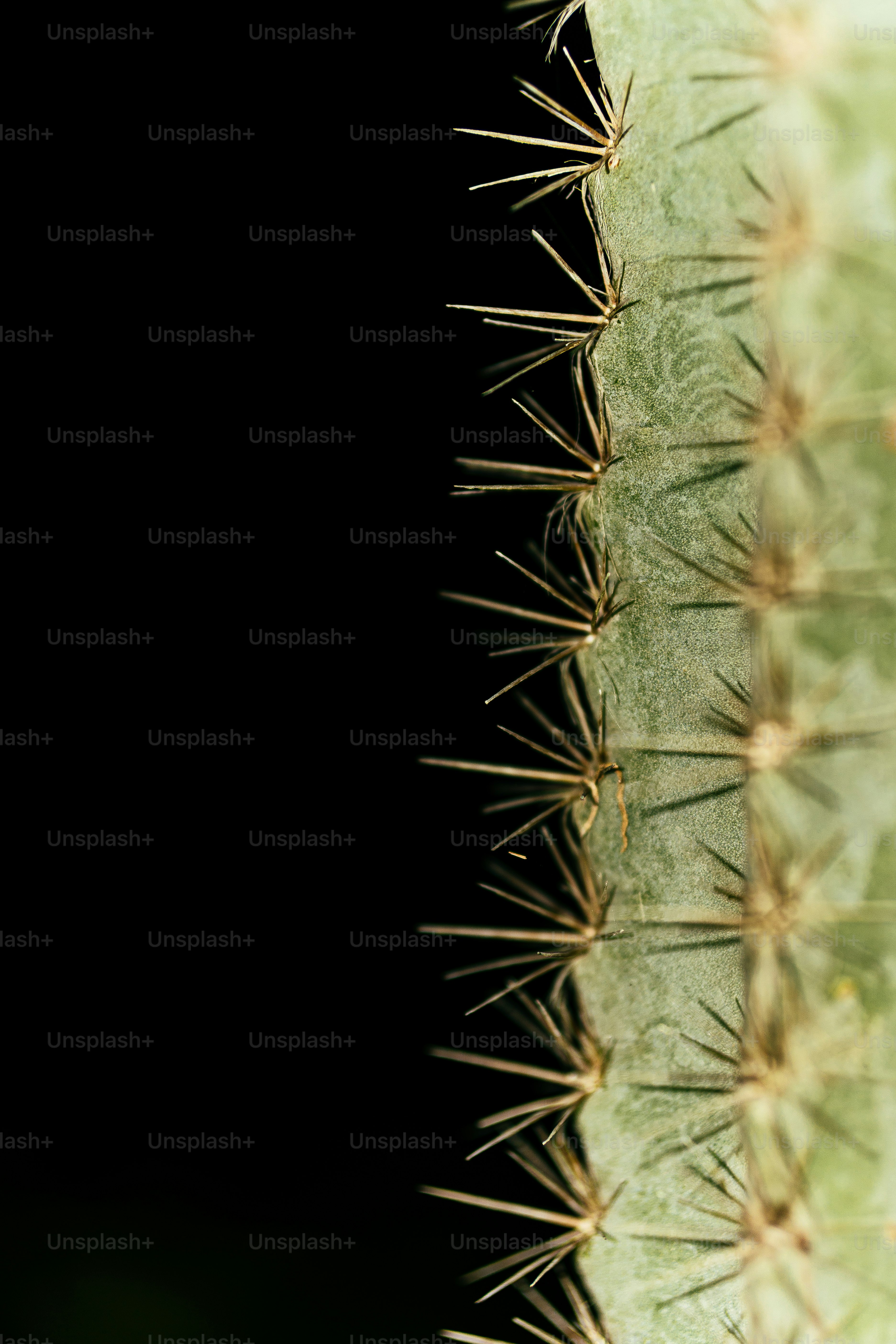 kaktus karte grußkarte personalisiert Kaktus Sonne main image 1