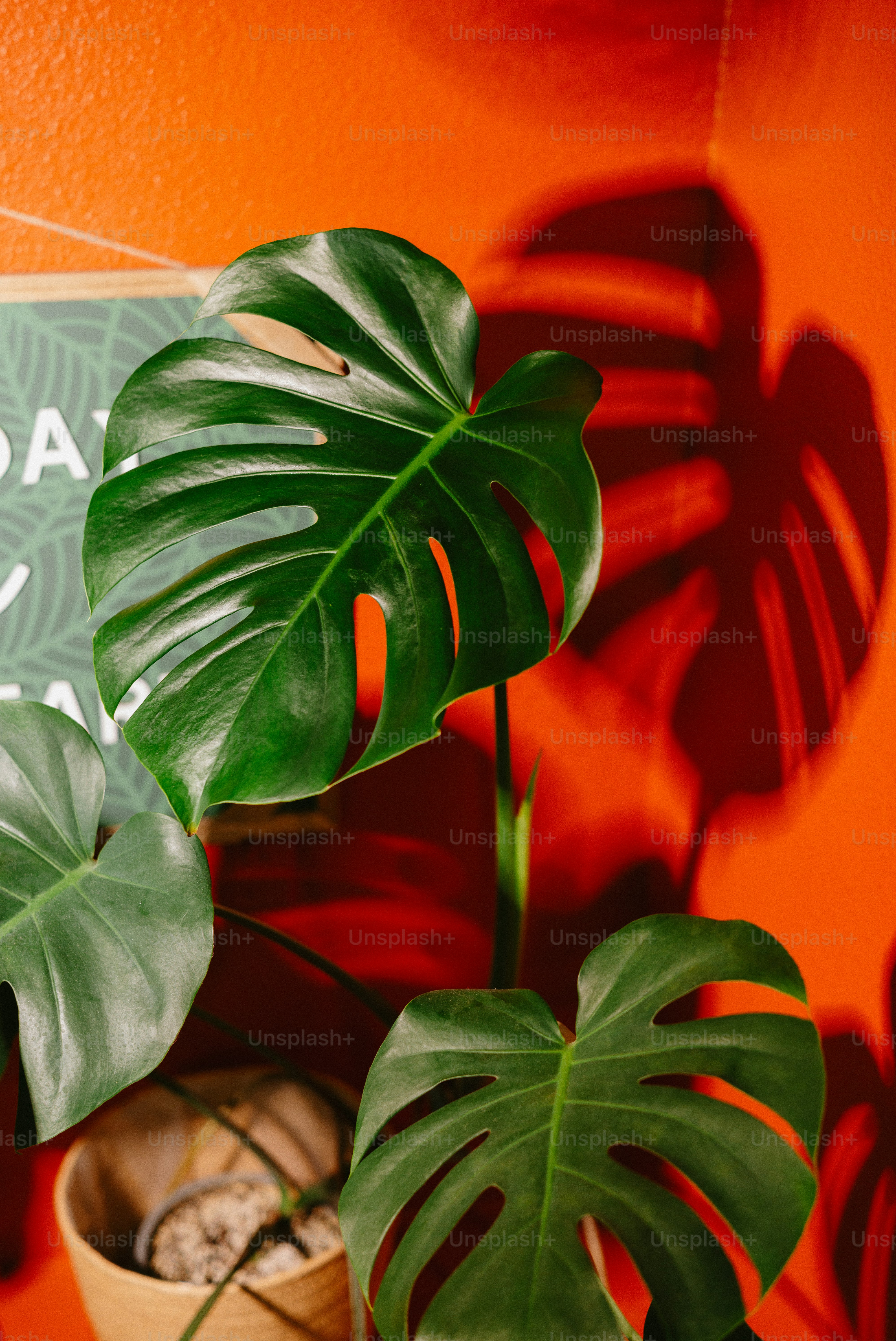 A lush monstera plant casts a bold shadow. photo  Green Image on Unsplash