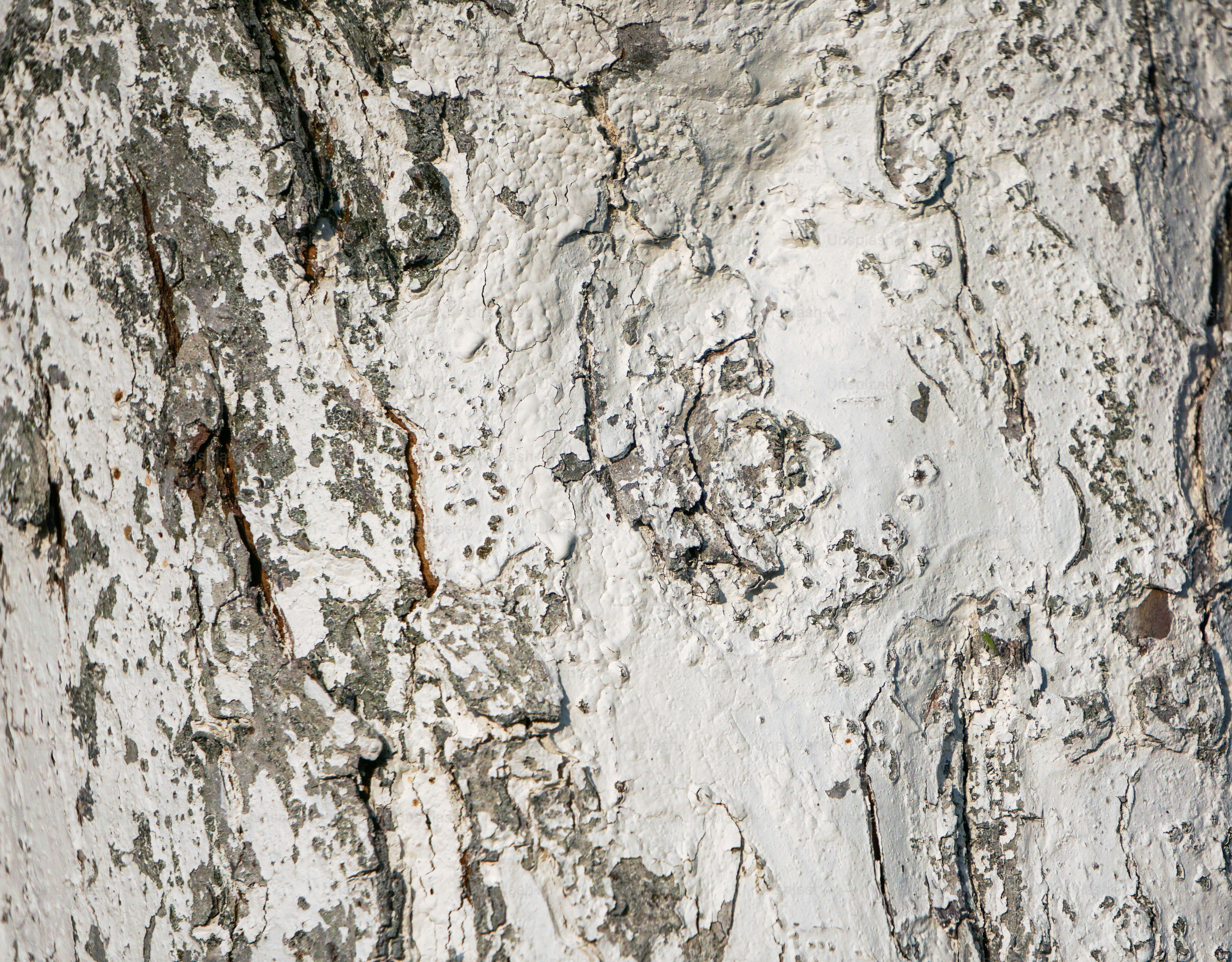 Close-up of textured white and gray tree bark