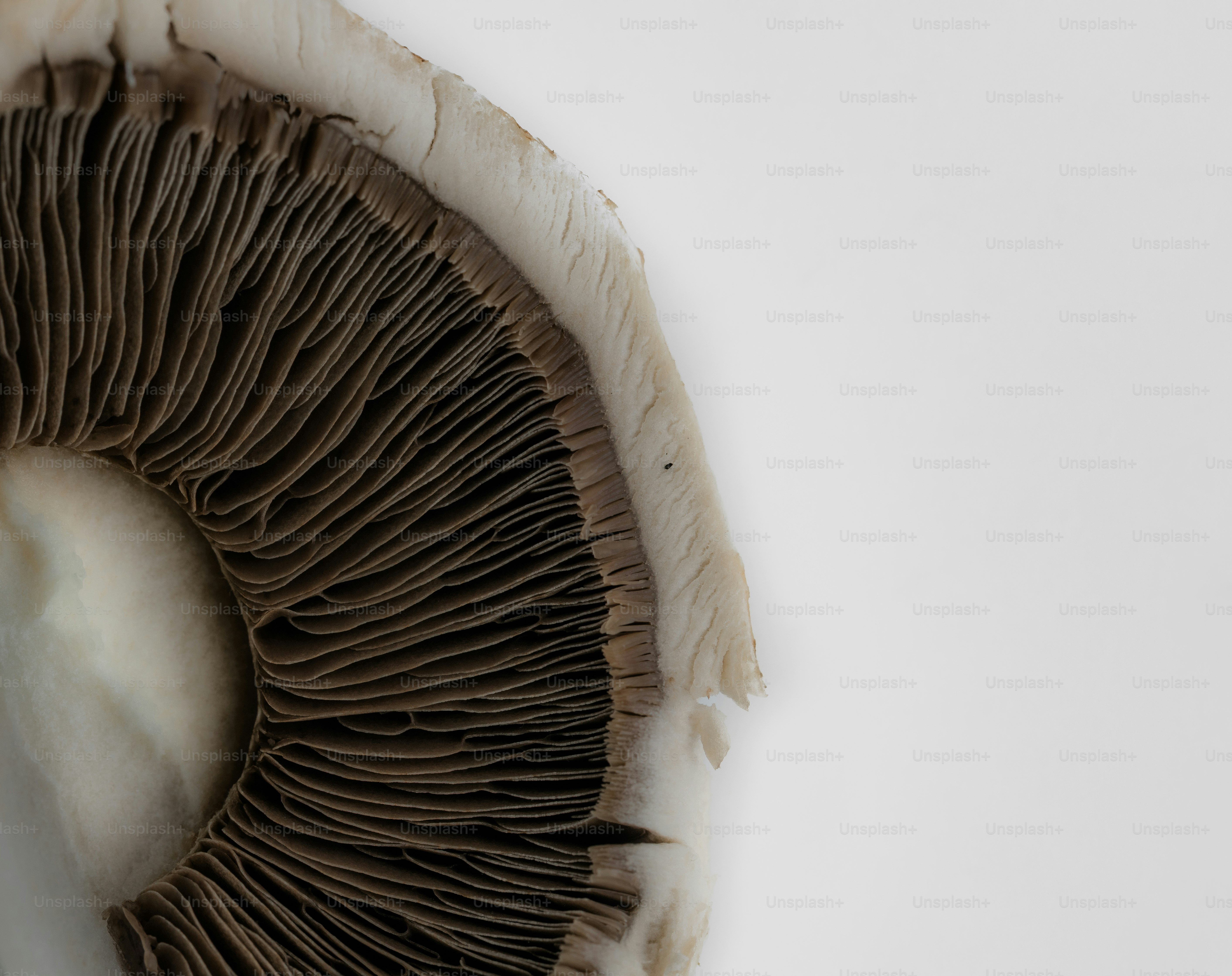 The underside of a mushroom cap.