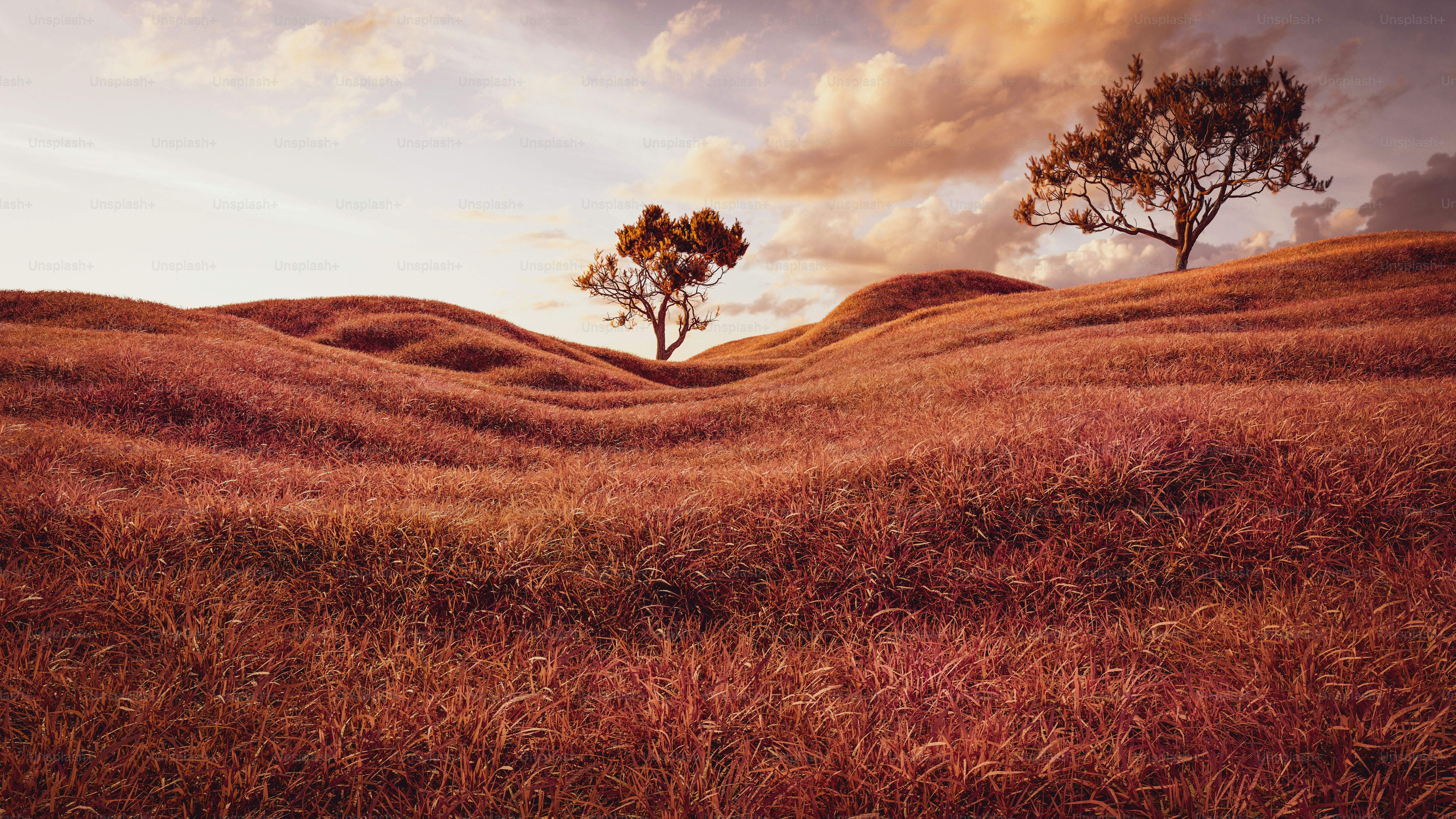 Two trees stand in a field of tall grass