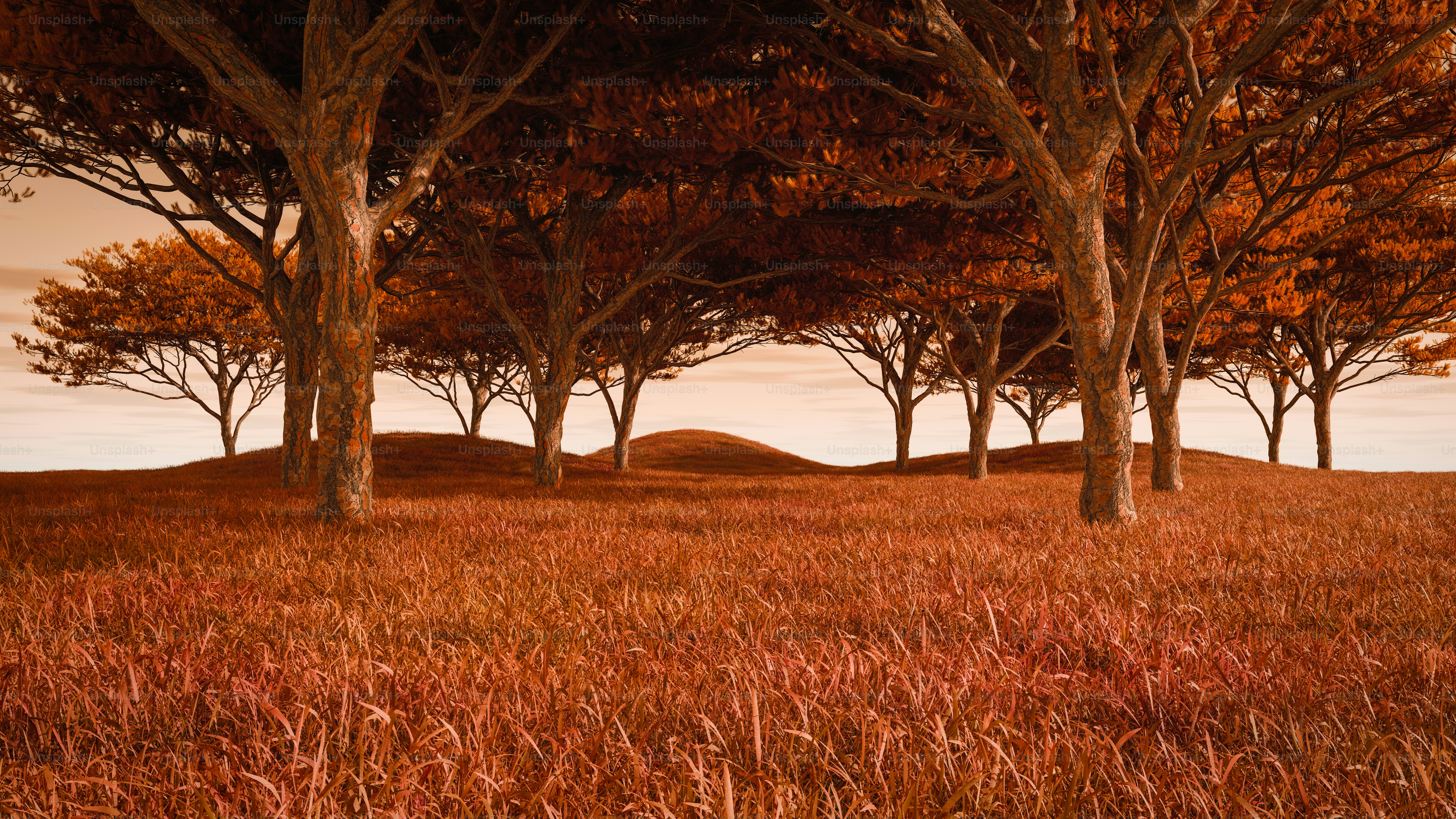 Trees stand in a field of orange grass