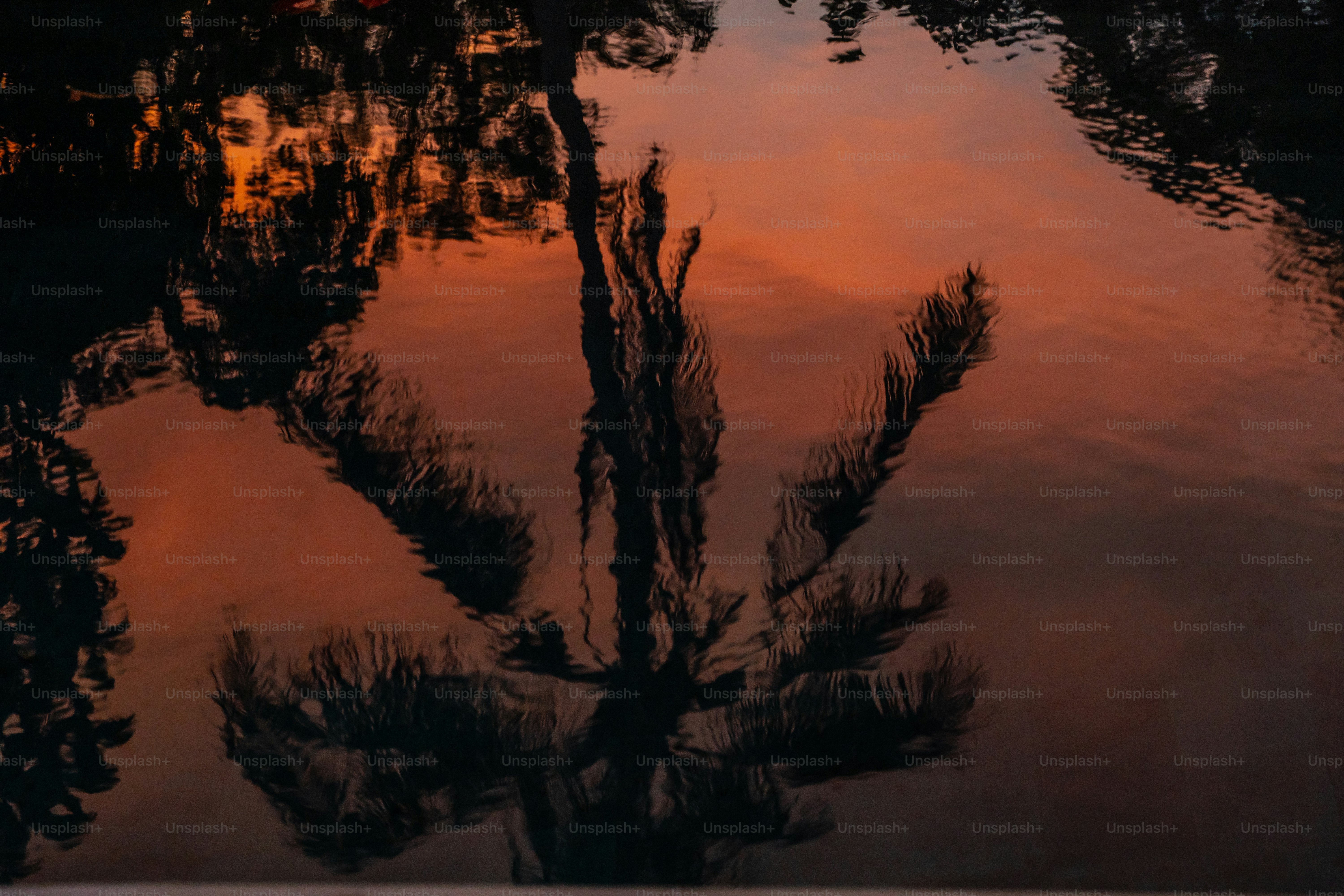 Palm trees reflect in still water at sunset.