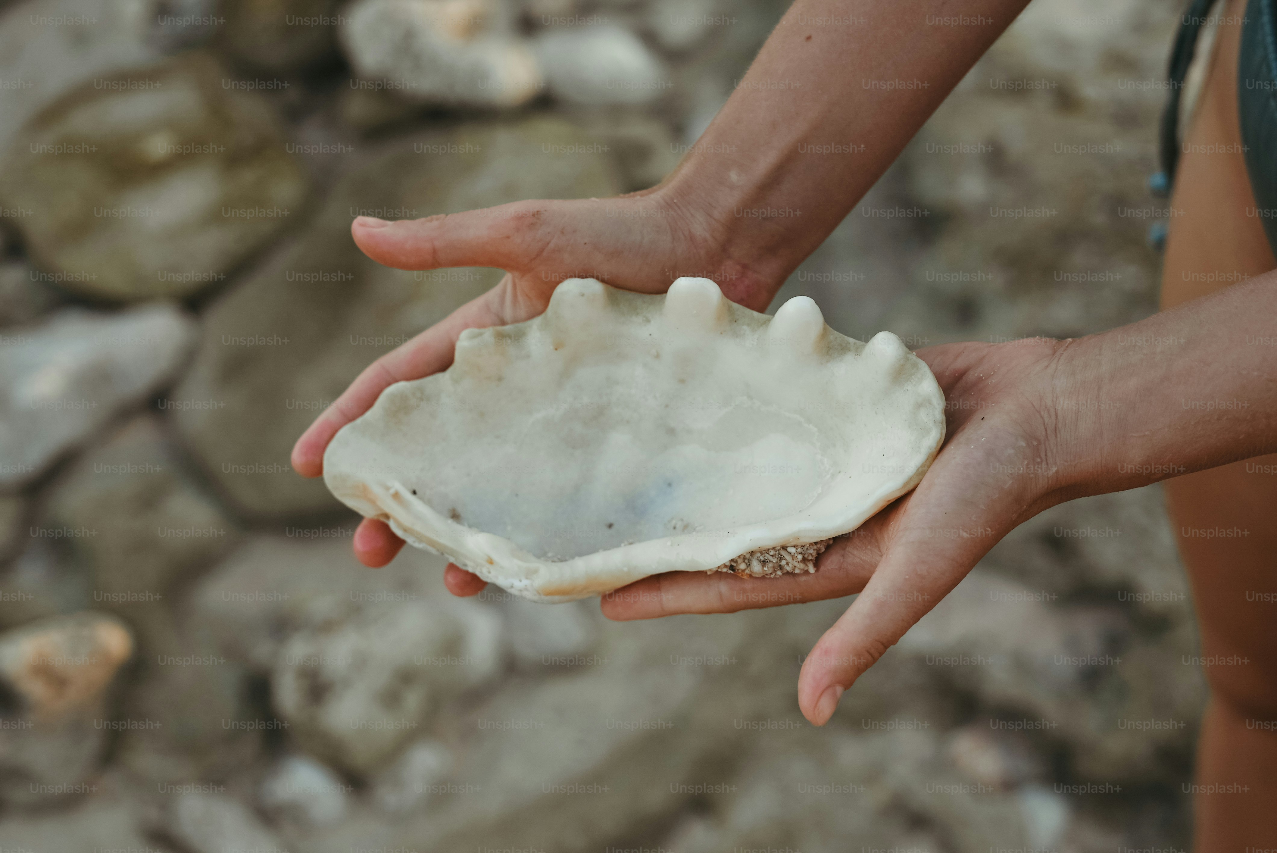 Hands are holding a giant clam shell.