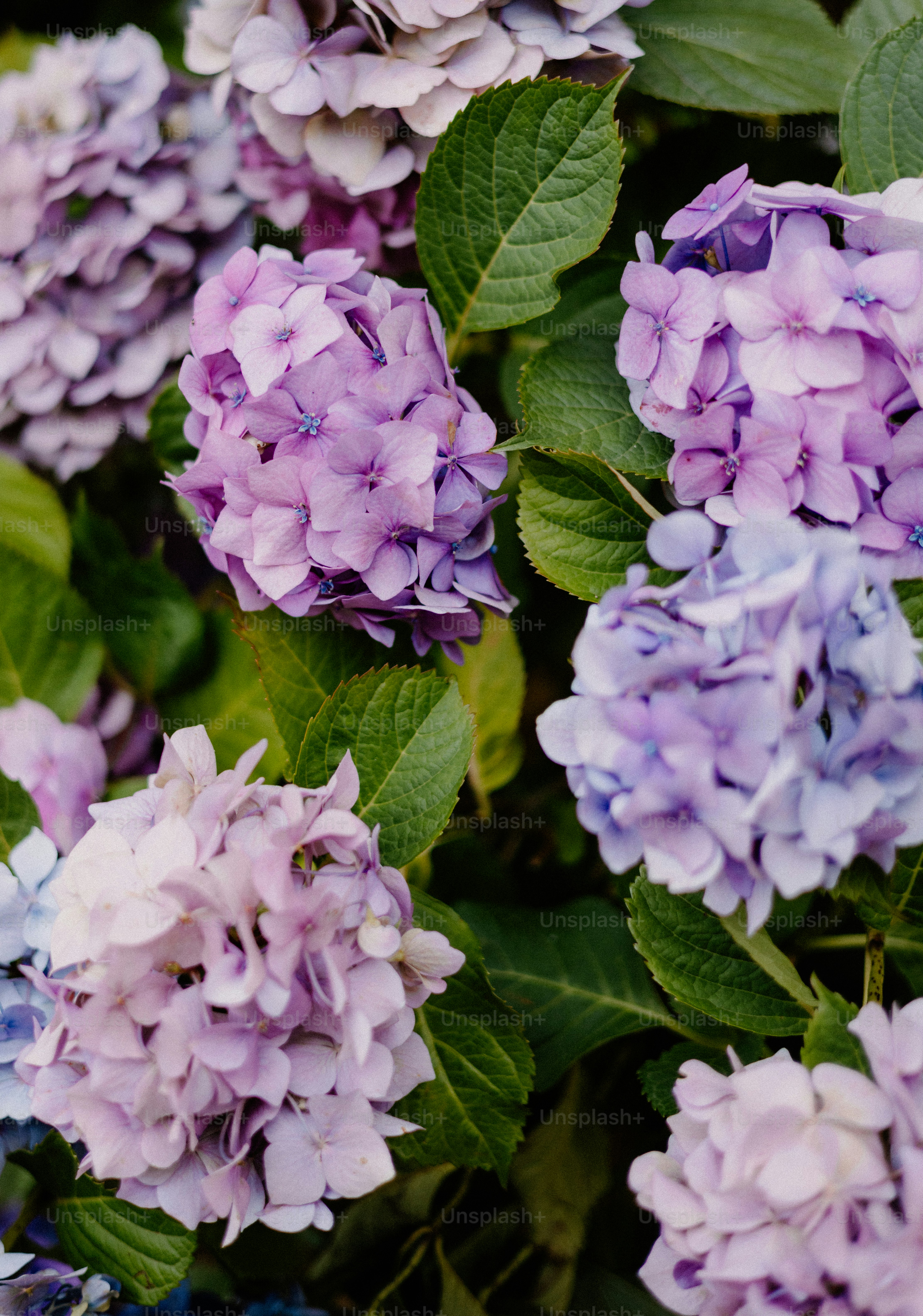 Beautiful purple hydrangeas bloom vibrantly.