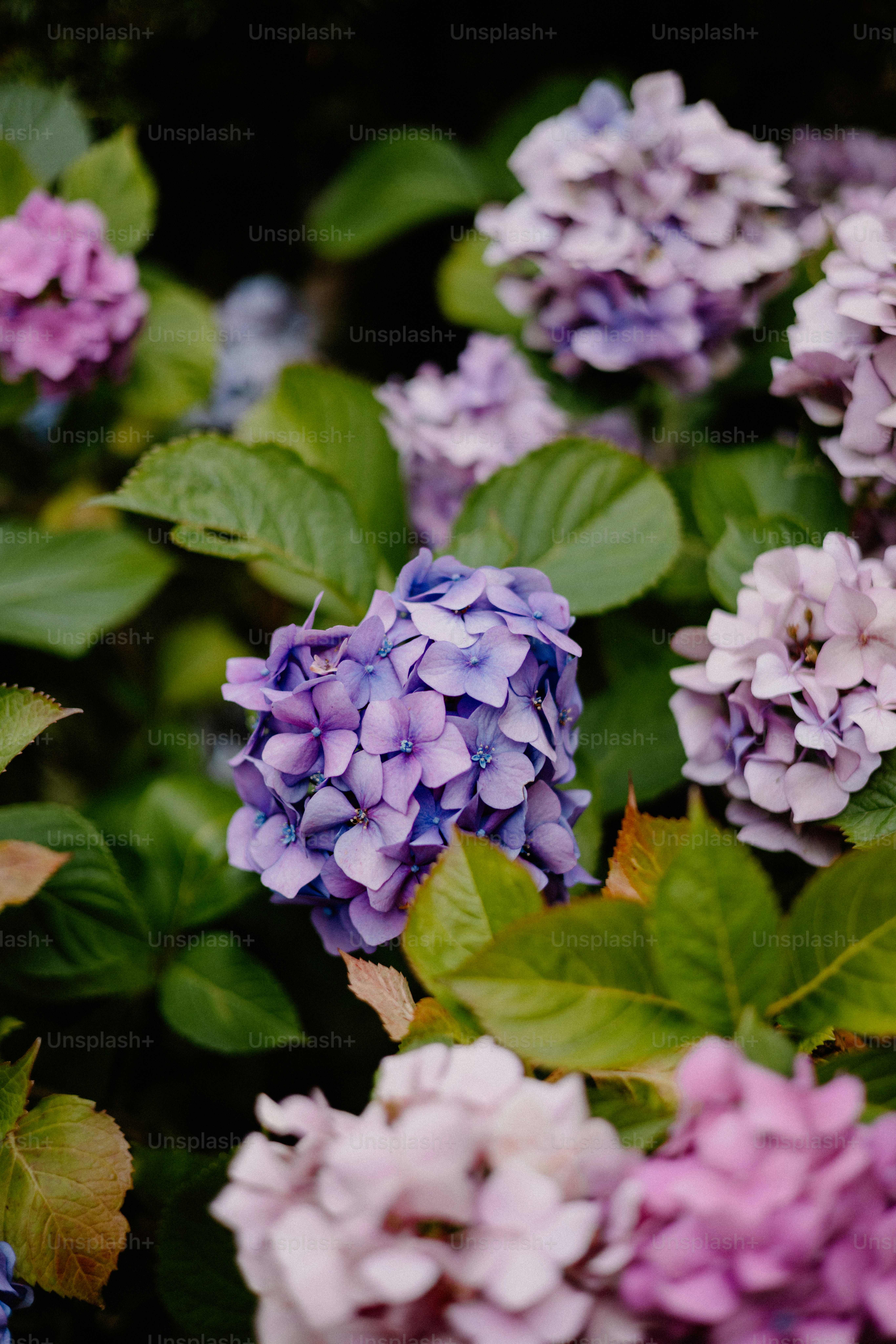 Purple and pink hydrangeas bloom among green leaves.