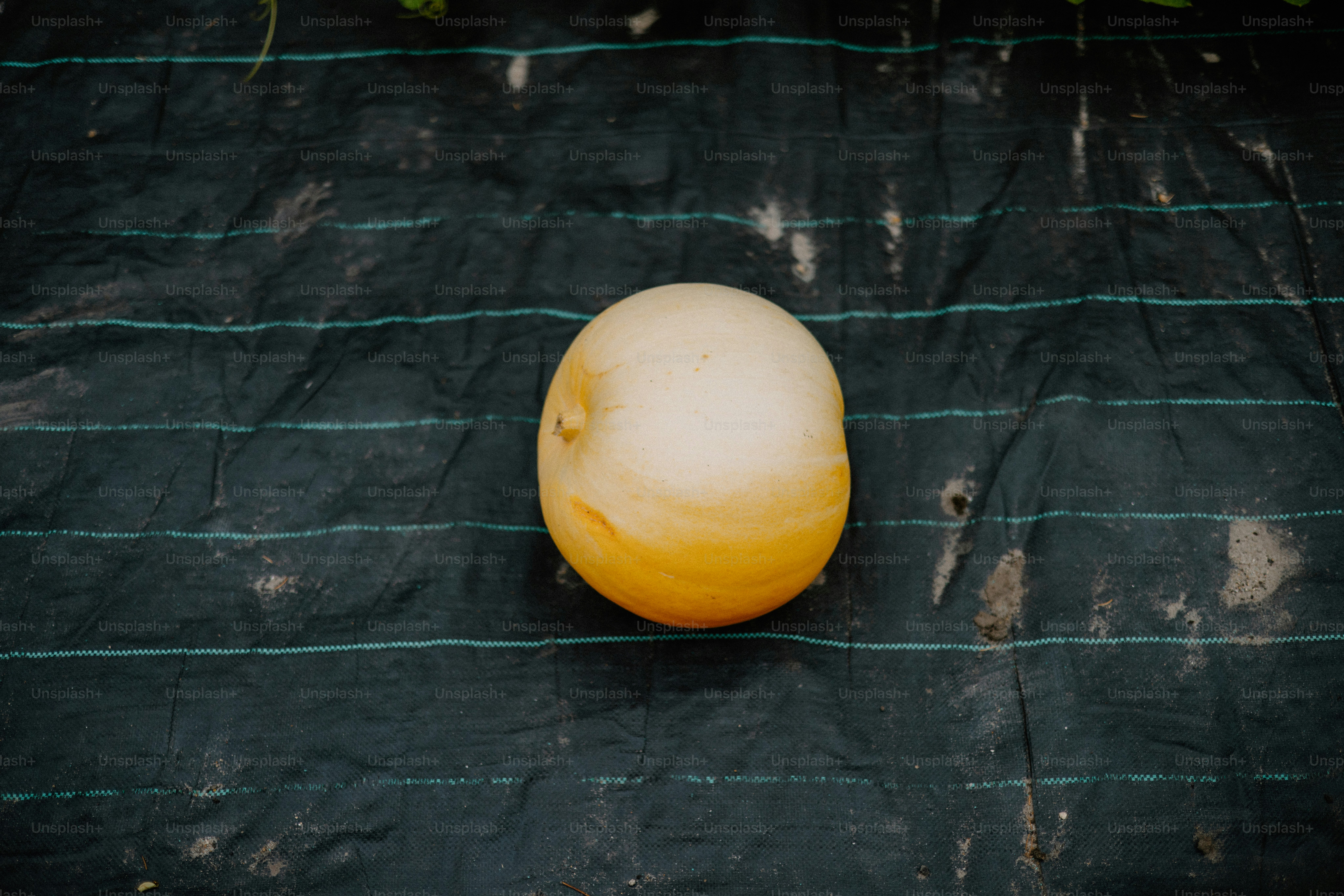 Un melón amarillo se asienta sobre un fondo negro.