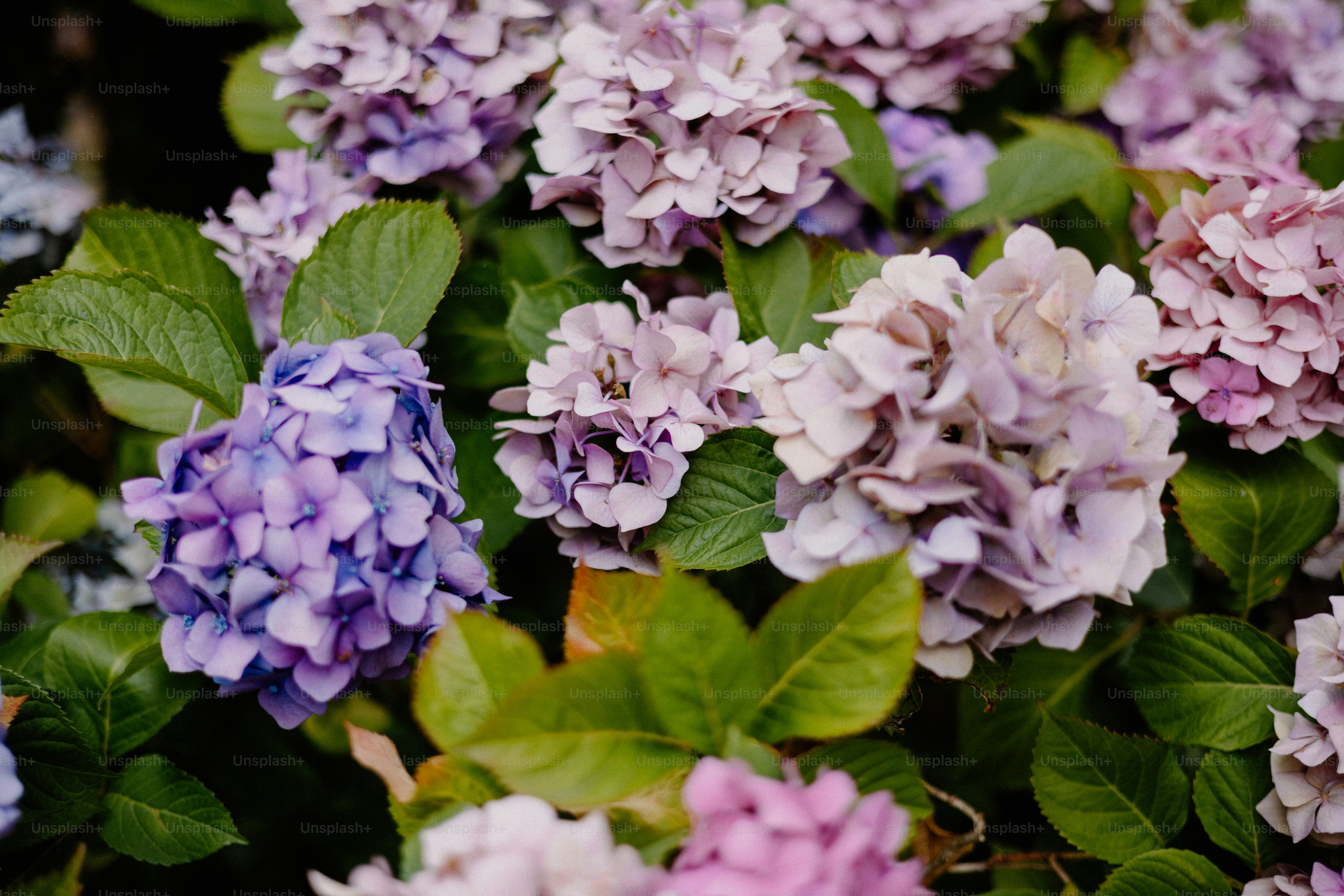 Beautiful hydrangeas in shades of purple and pink.